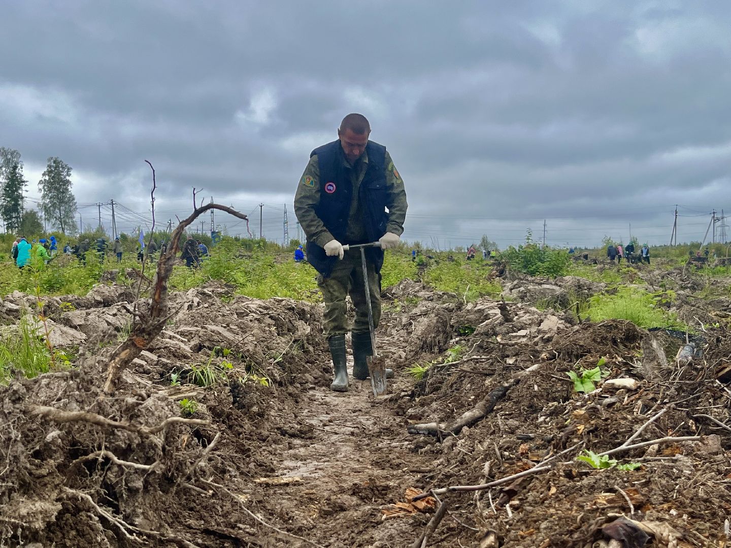 наш лес, наро-фоминск, экология, посади дерево, ёлка,верея,