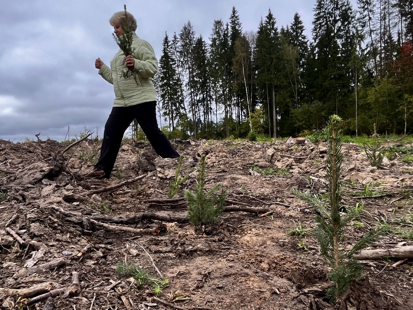 наш лес, наро-фоминск, экология, посади дерево, ёлка,верея,