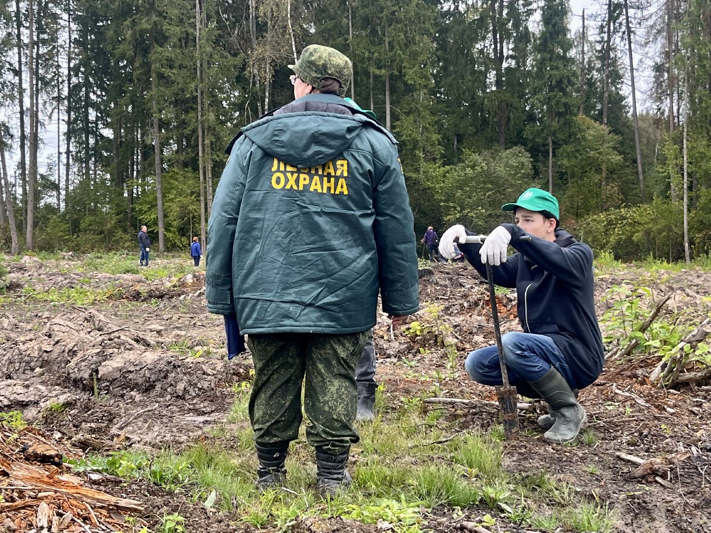наш лес, наро-фоминск, экология, посади дерево, ёлка,верея,