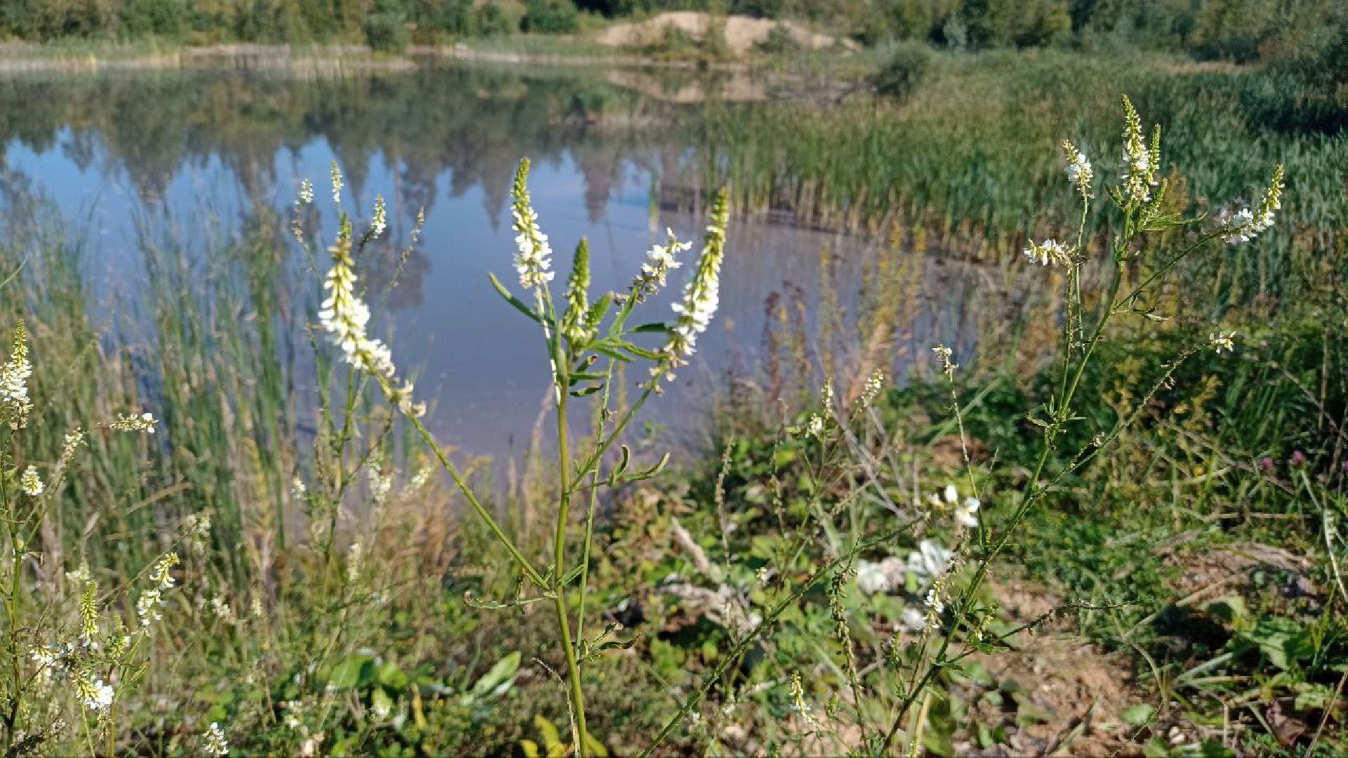 Балашиха, кладбище, озеро, сброс отходов, строительный мусор