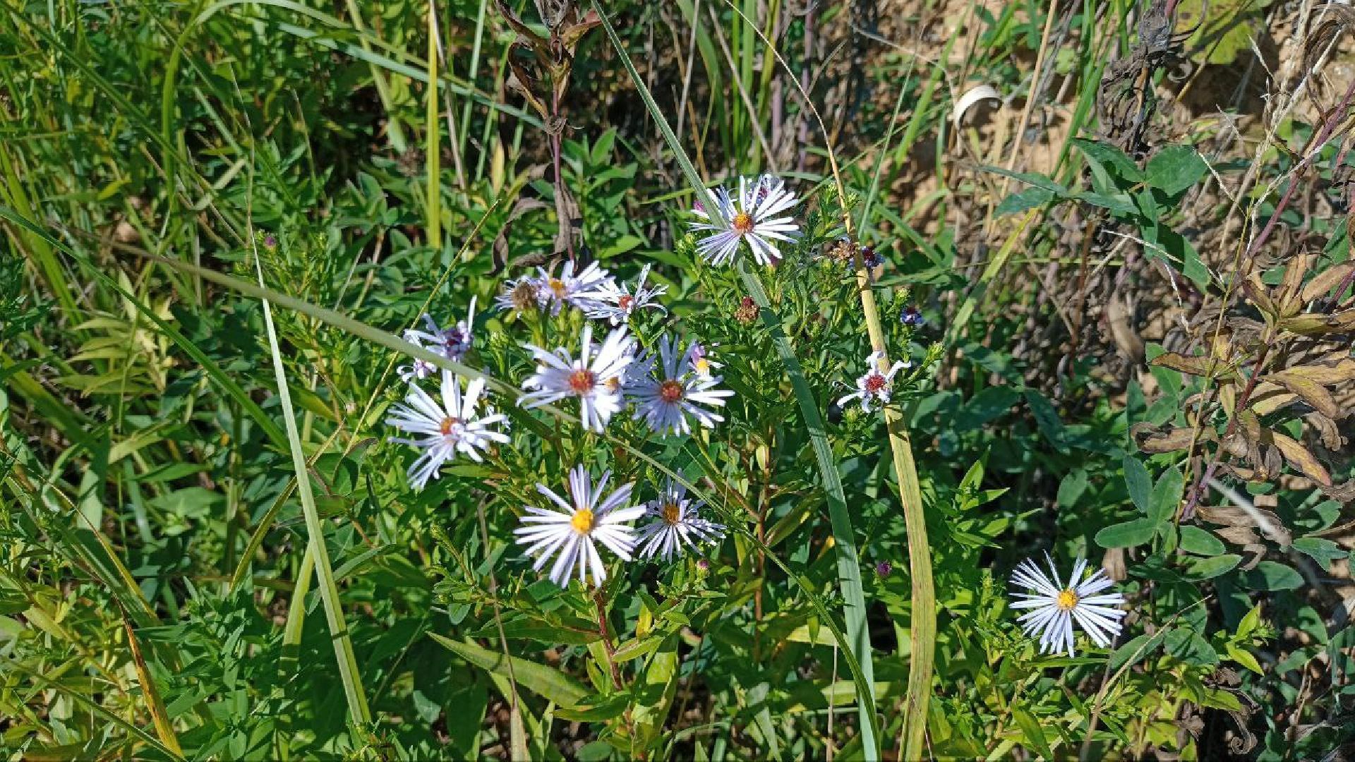 Балашиха, кладбище, озеро, сброс отходов, строительный мусор