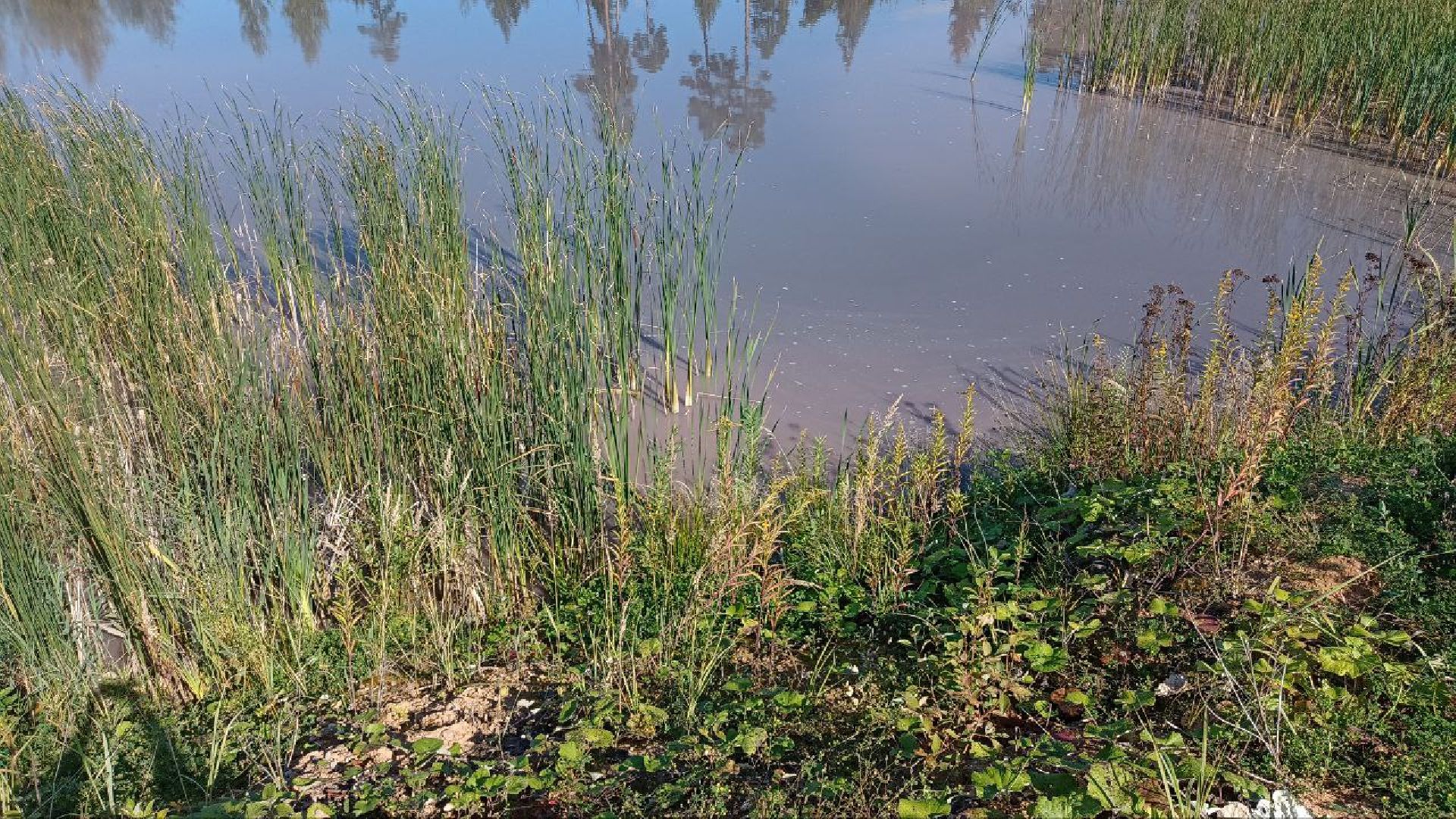 Балашиха, кладбище, озеро, сброс отходов, строительный мусор