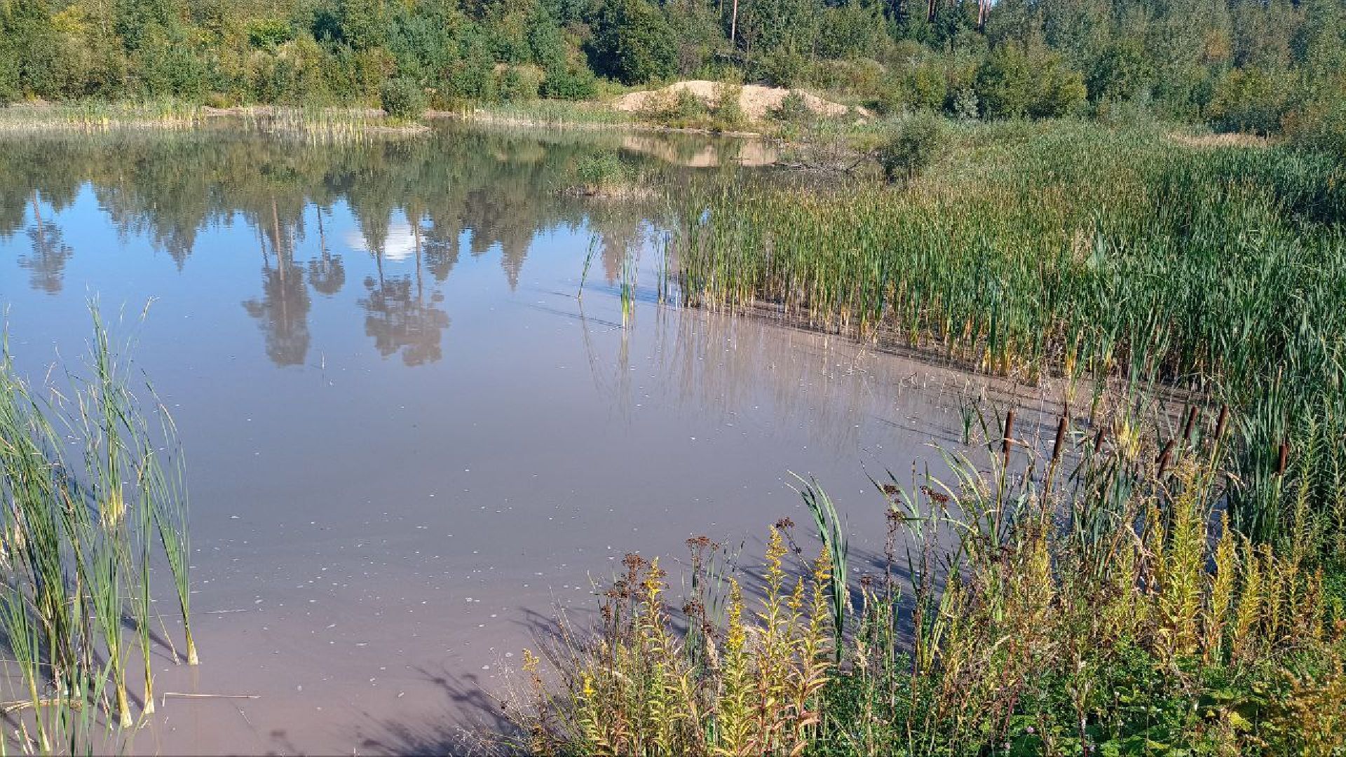 Балашиха, кладбище, озеро, сброс отходов, строительный мусор