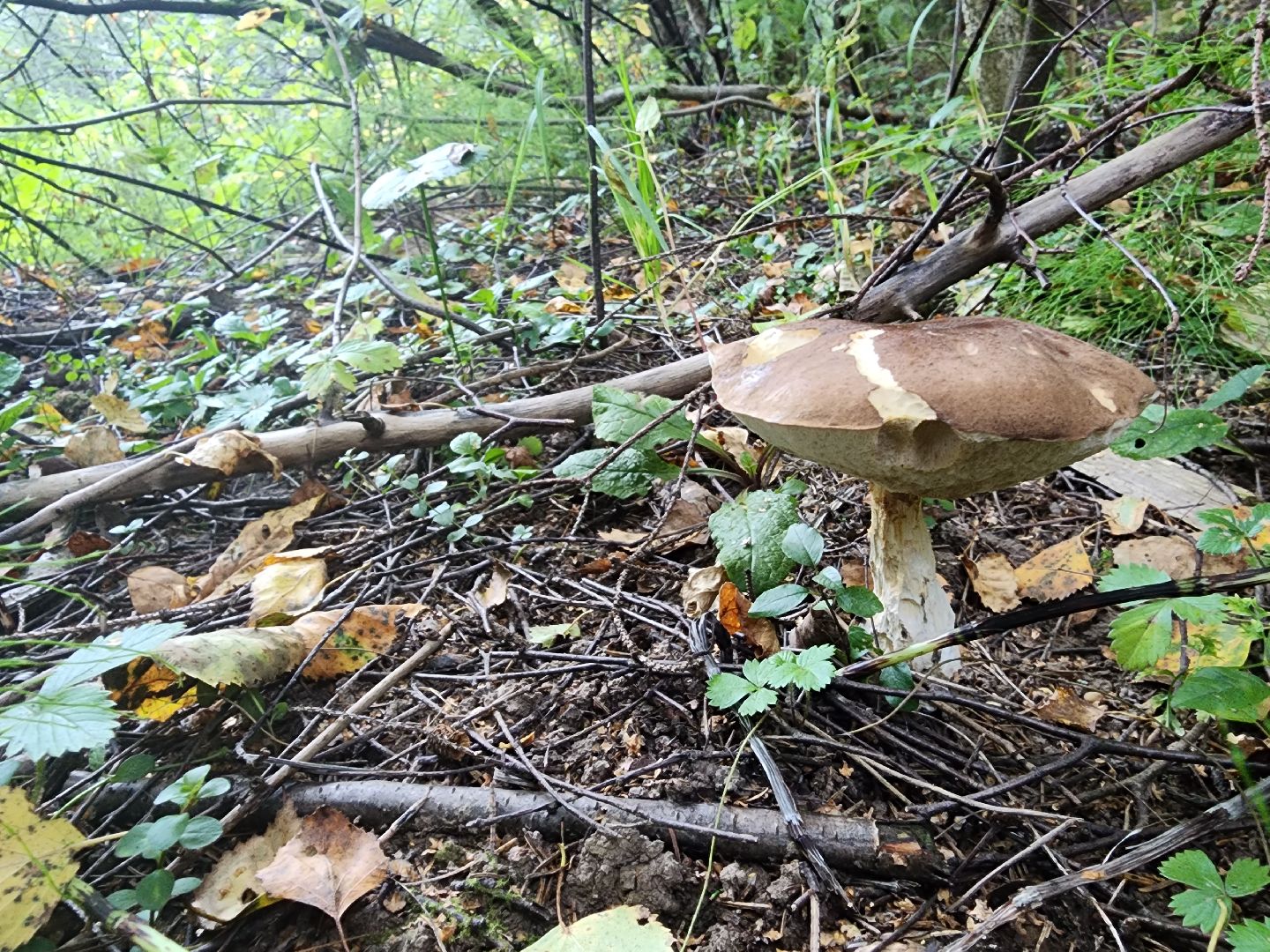 Нефедьево, лес, грибы, Красногорск, Истра, белый гриб