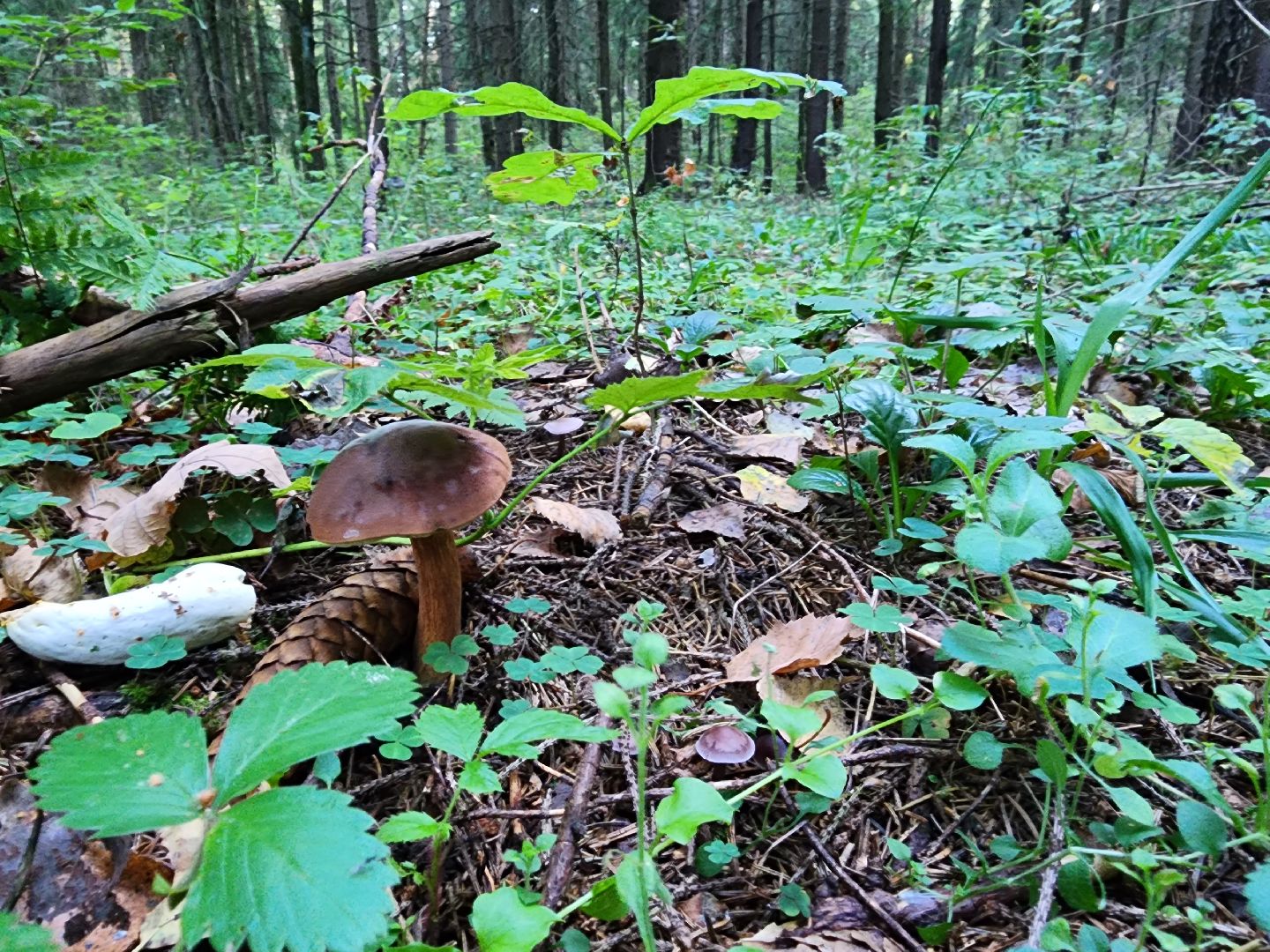 Нефедьево, лес, грибы, Красногорск, Истра, белый гриб