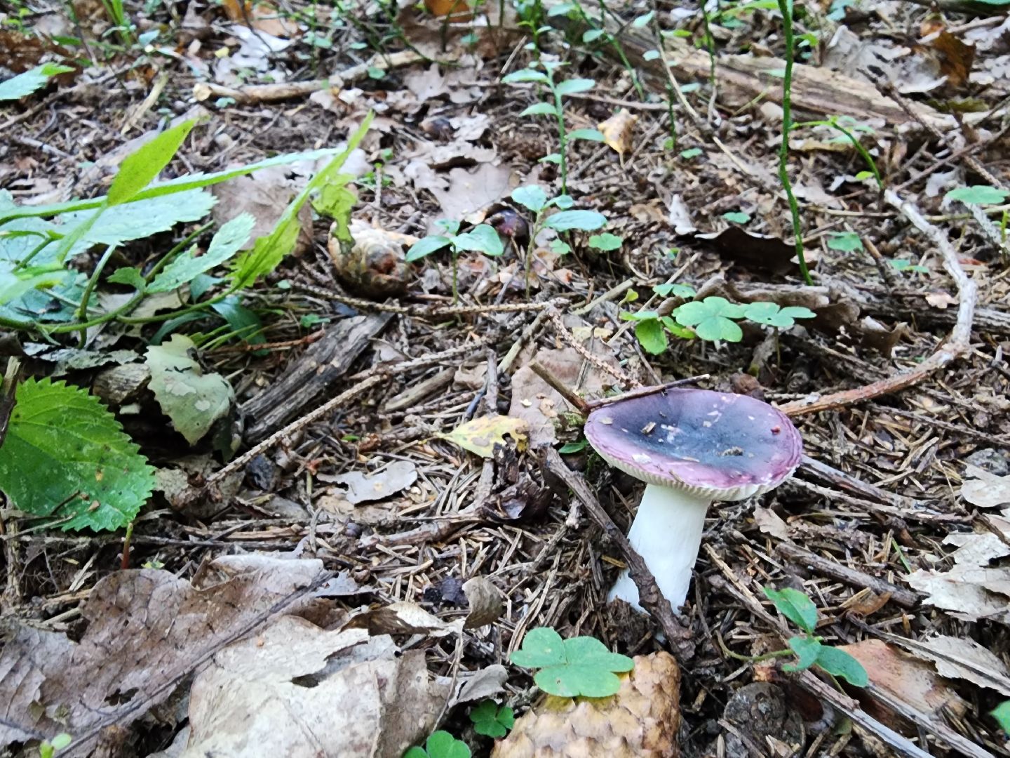 Нефедьево, лес, грибы, Красногорск, Истра, белый гриб