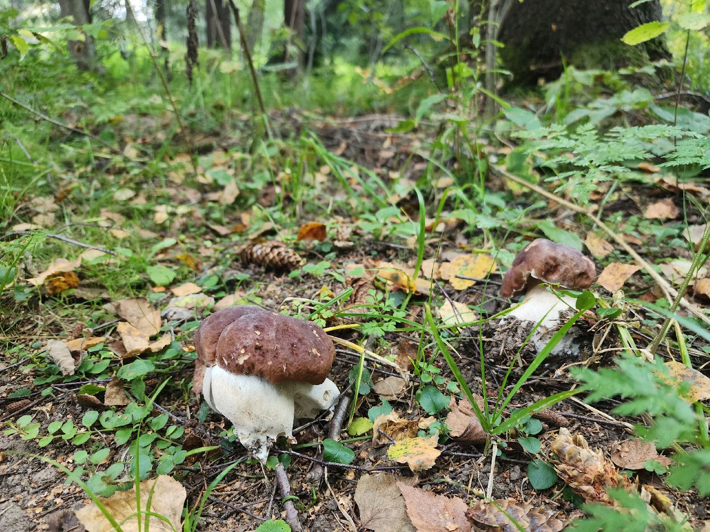 Нефедьево, лес, грибы, Красногорск, Истра, белый гриб