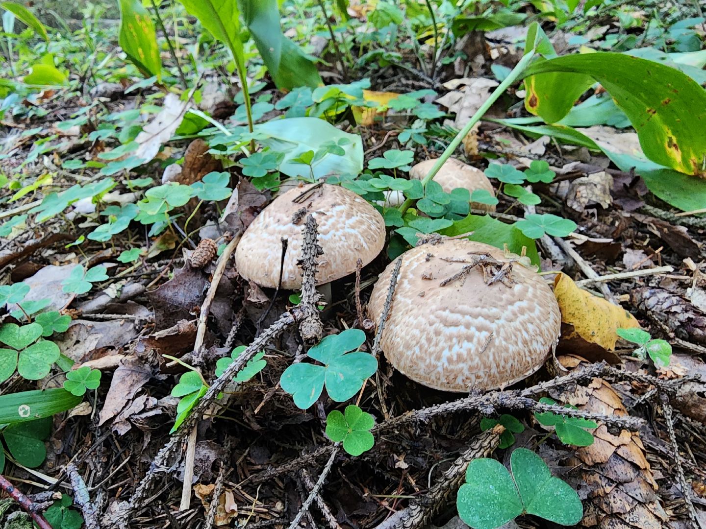 Нефедьево, лес, грибы, Красногорск, Истра, белый гриб