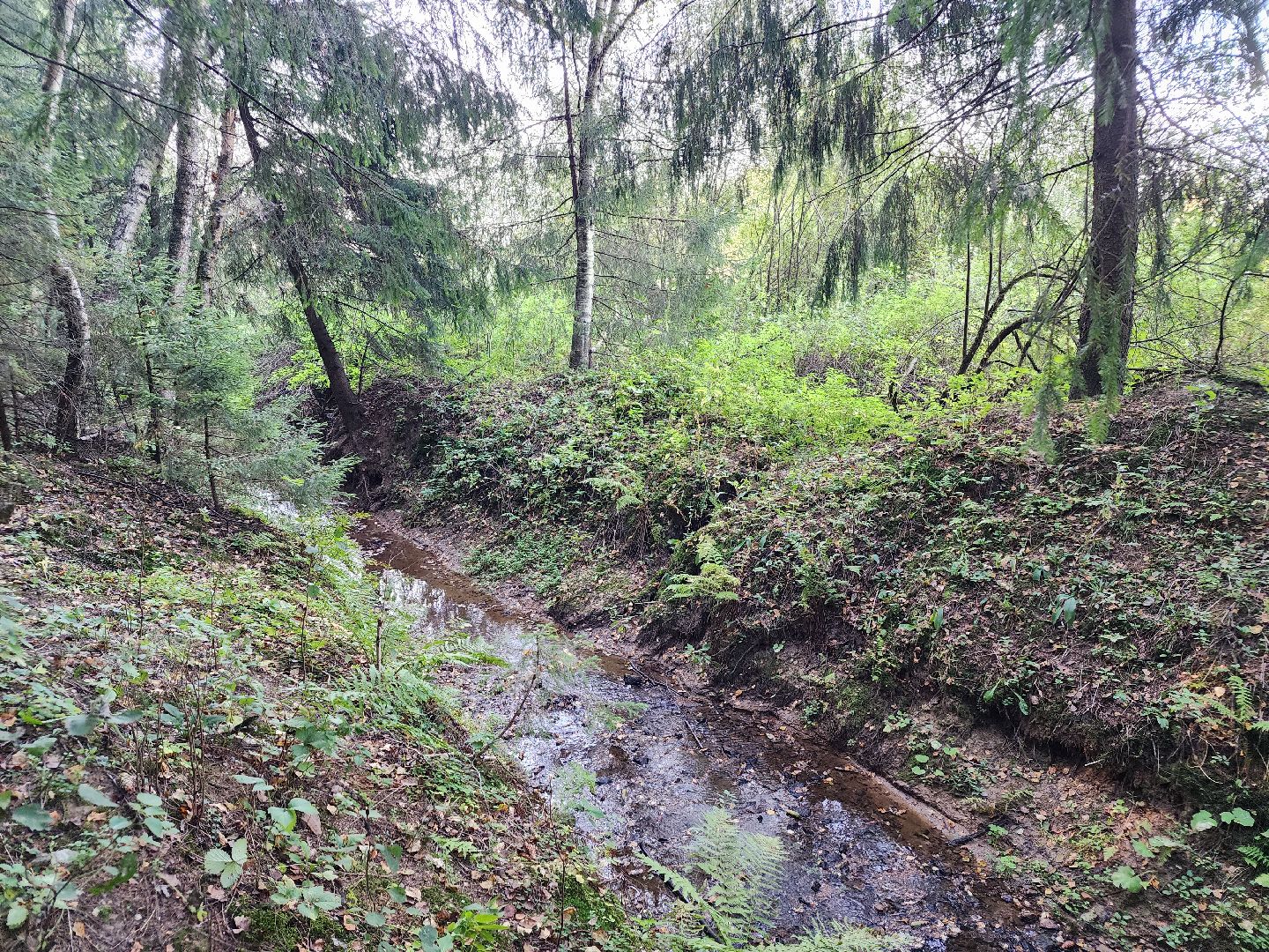 Нефедьево, лес, грибы, Красногорск, Истра, белый гриб