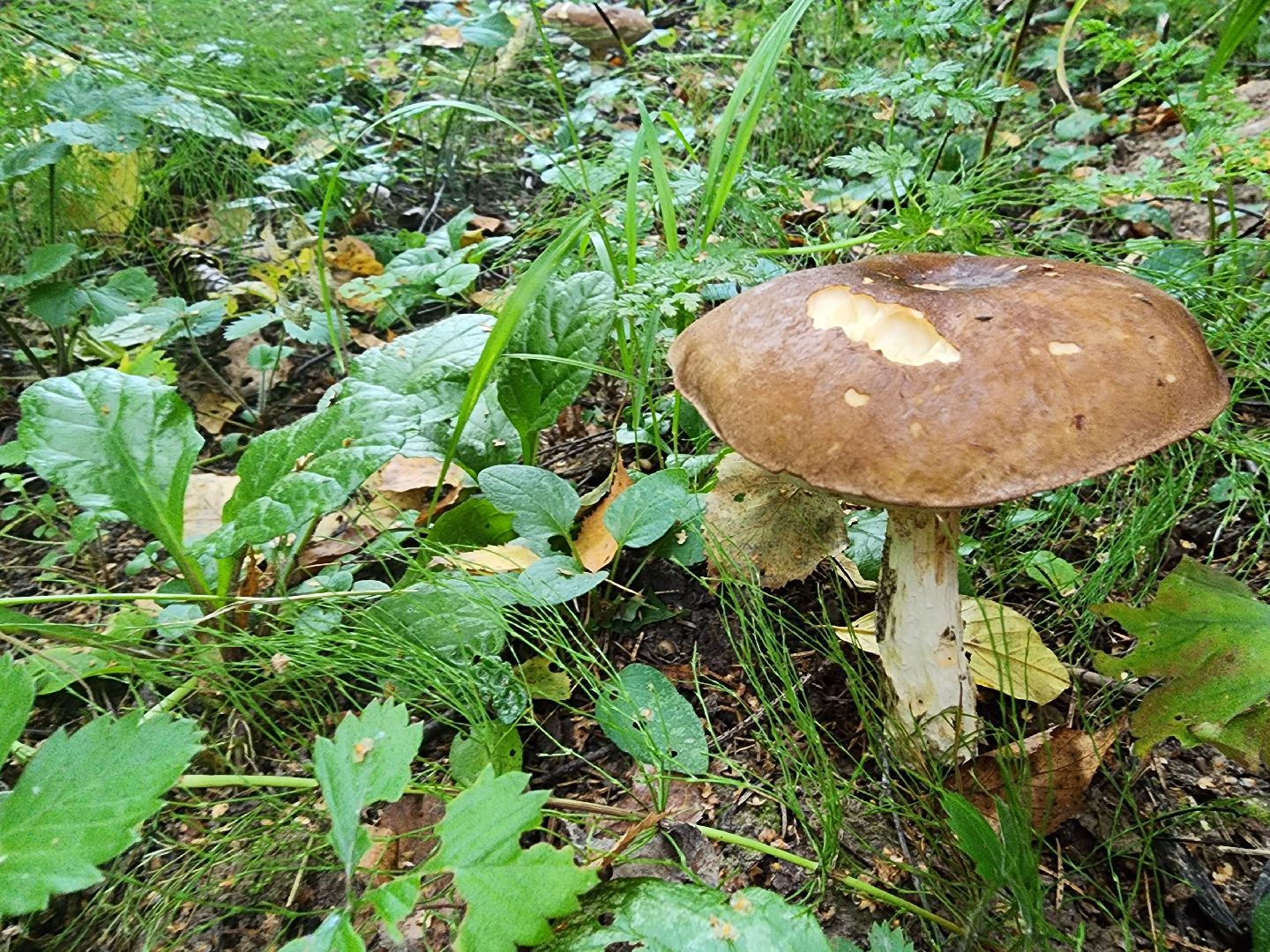 Нефедьево, лес, грибы, Красногорск, Истра, белый гриб