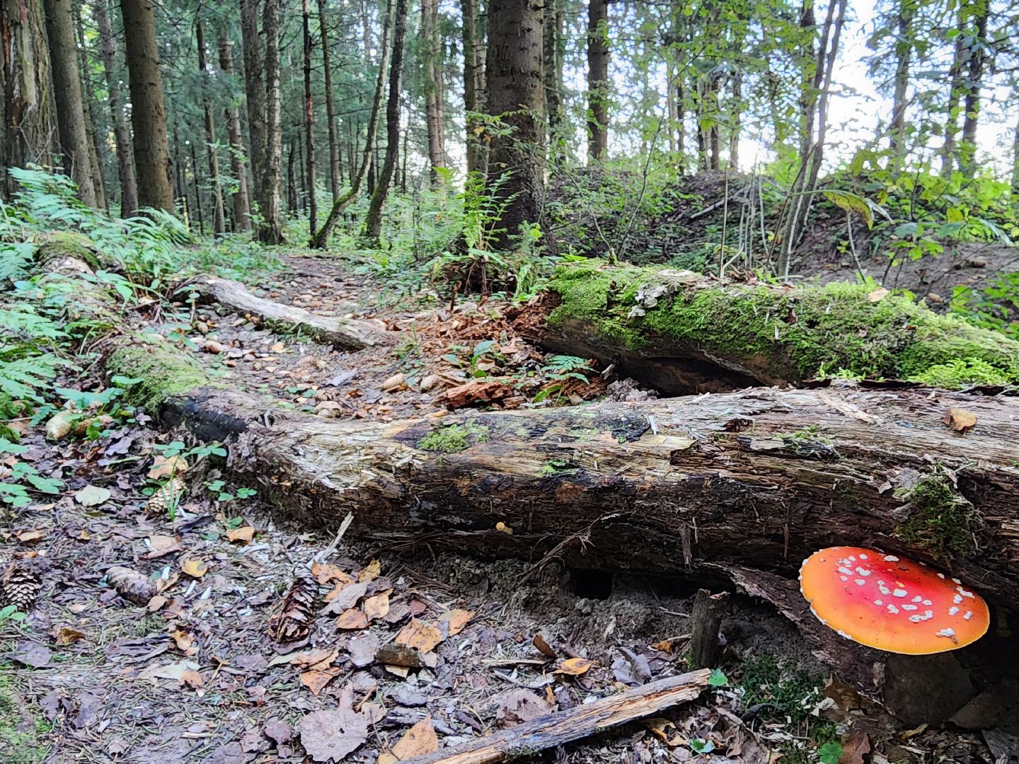 Нефедьево, лес, грибы, Красногорск, Истра, белый гриб