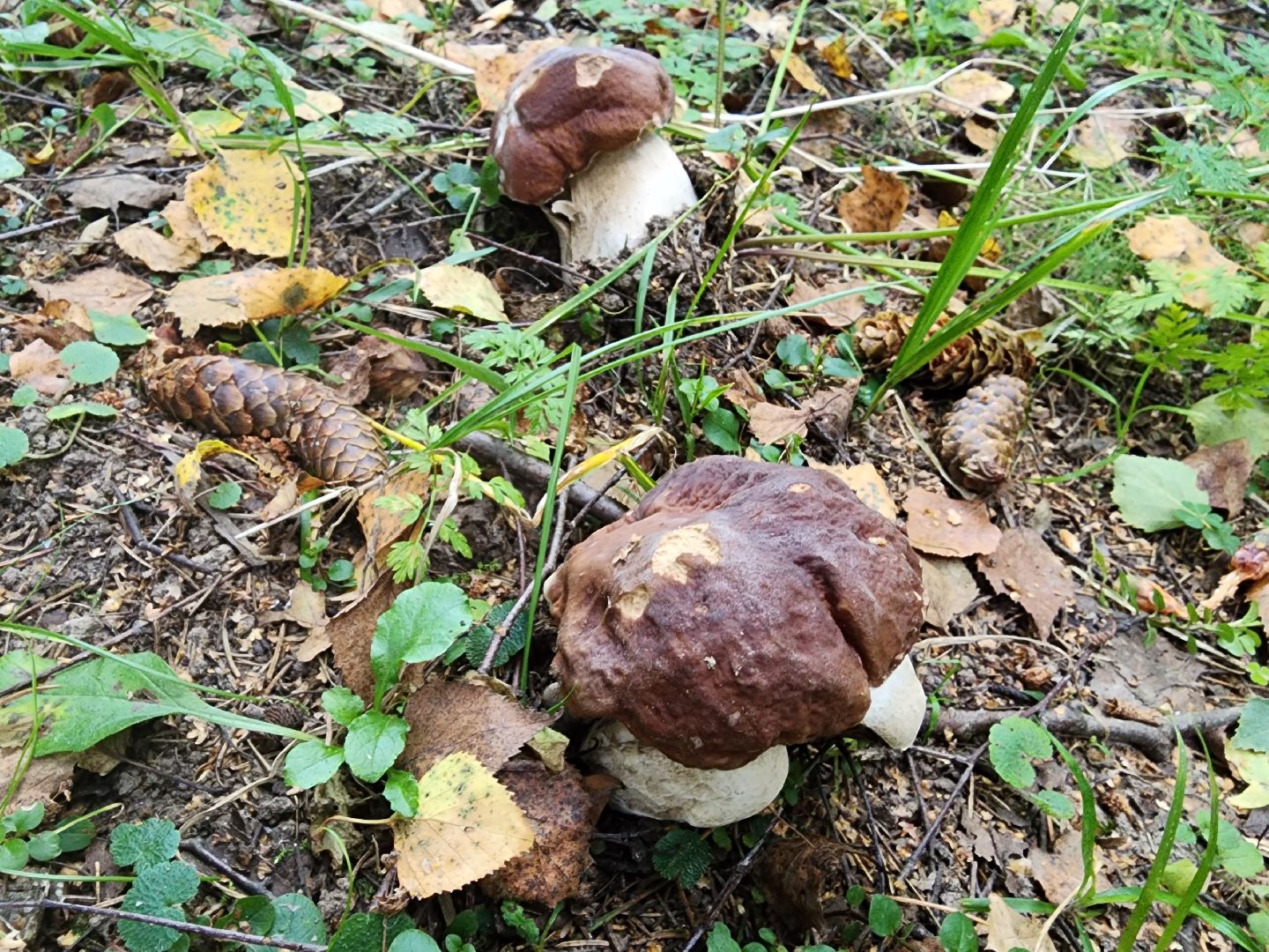 Нефедьево, лес, грибы, Красногорск, Истра, белый гриб