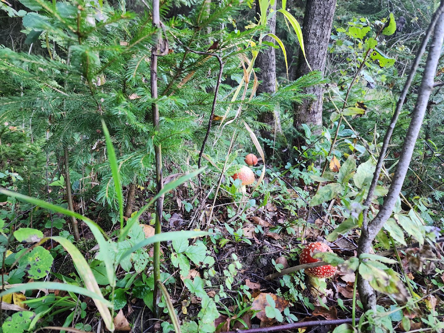 Нефедьево, лес, грибы, Красногорск, Истра, белый гриб