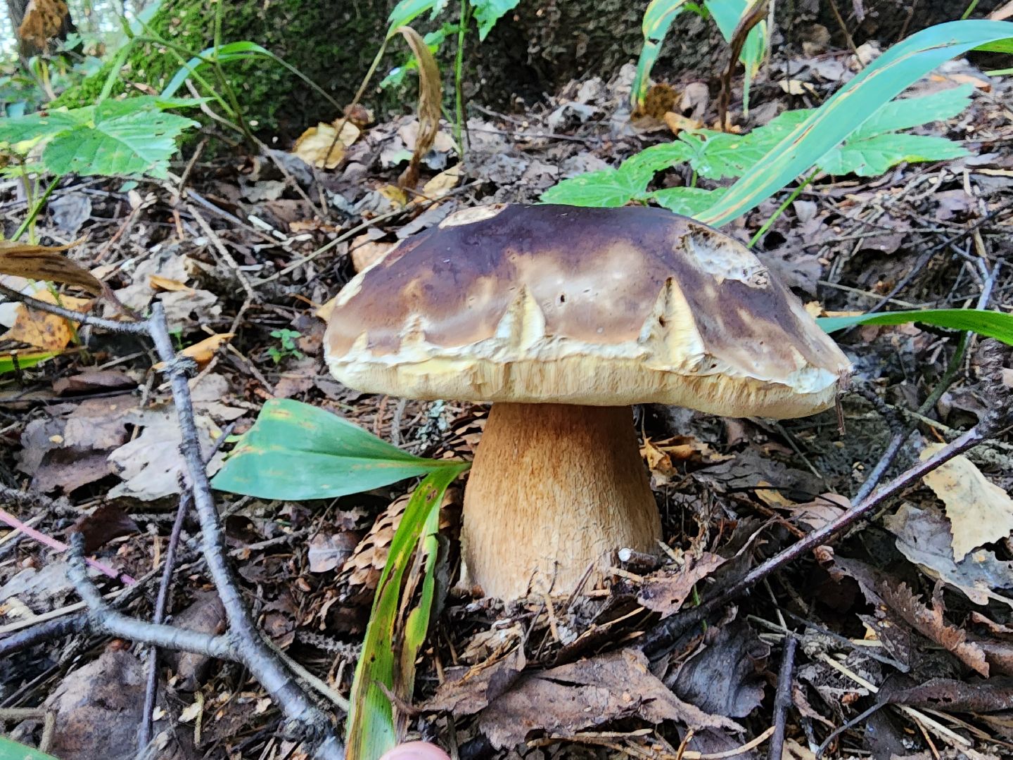 Нефедьево, лес, грибы, Красногорск, Истра, белый гриб