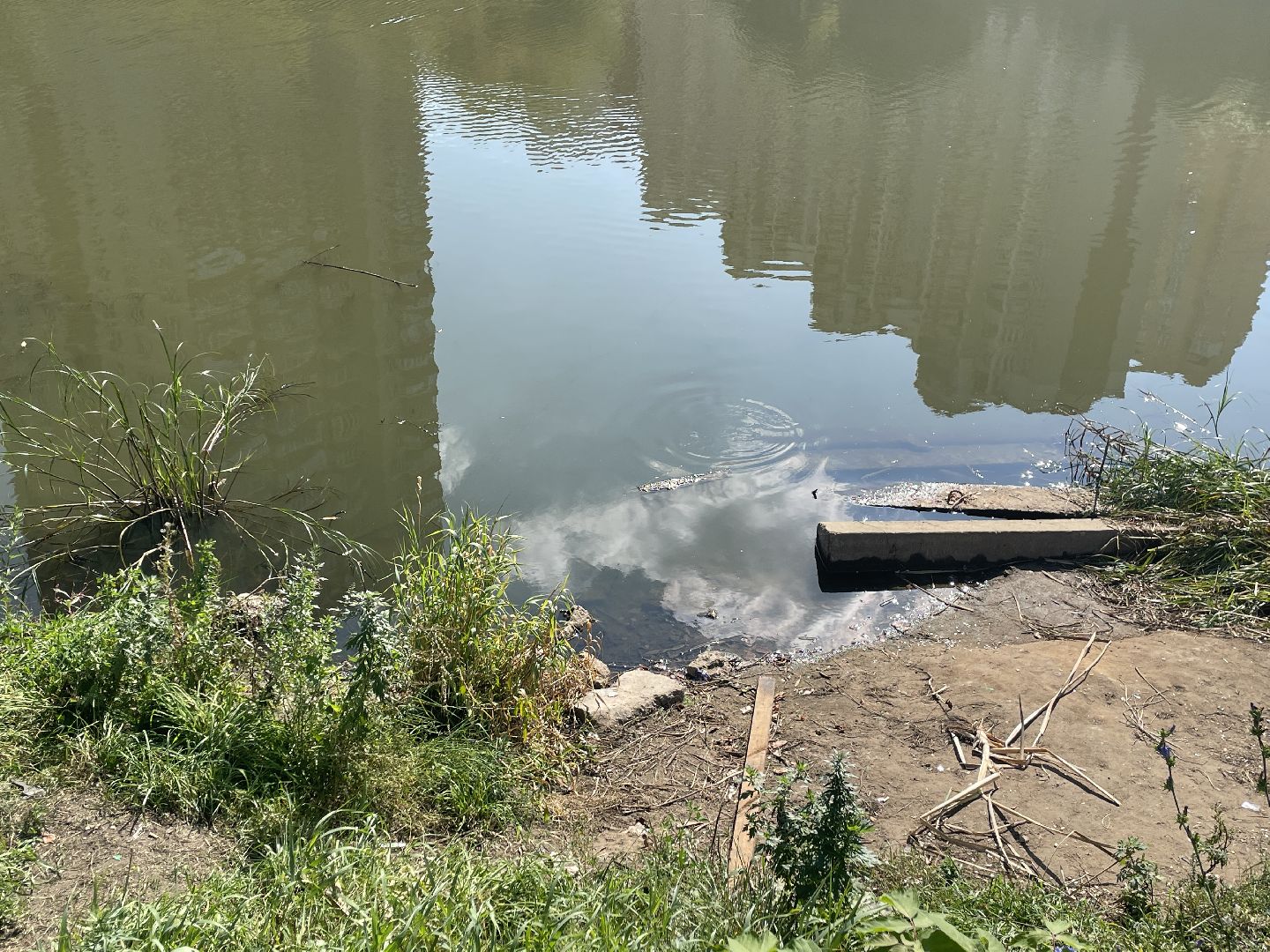 Котельники, пруд, экология, рыба