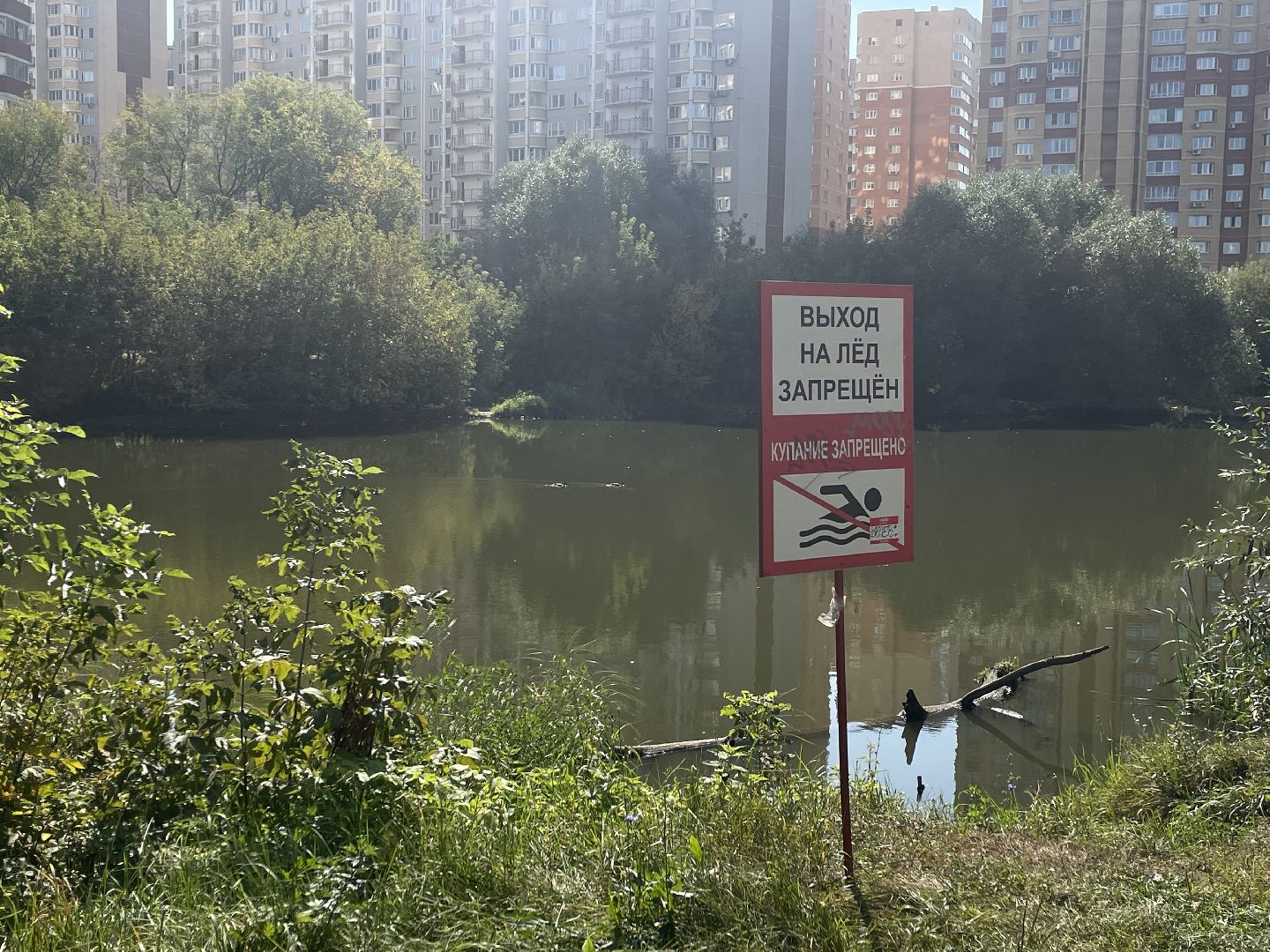 Котельники, пруд, экология, рыба