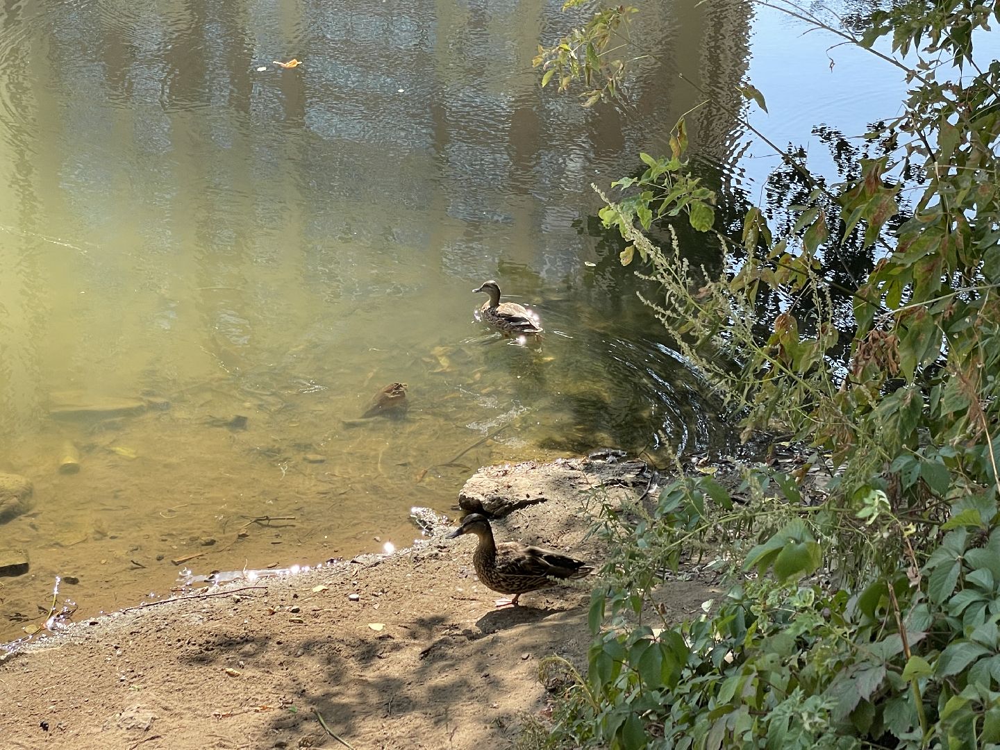 Котельники, пруд, экология, рыба