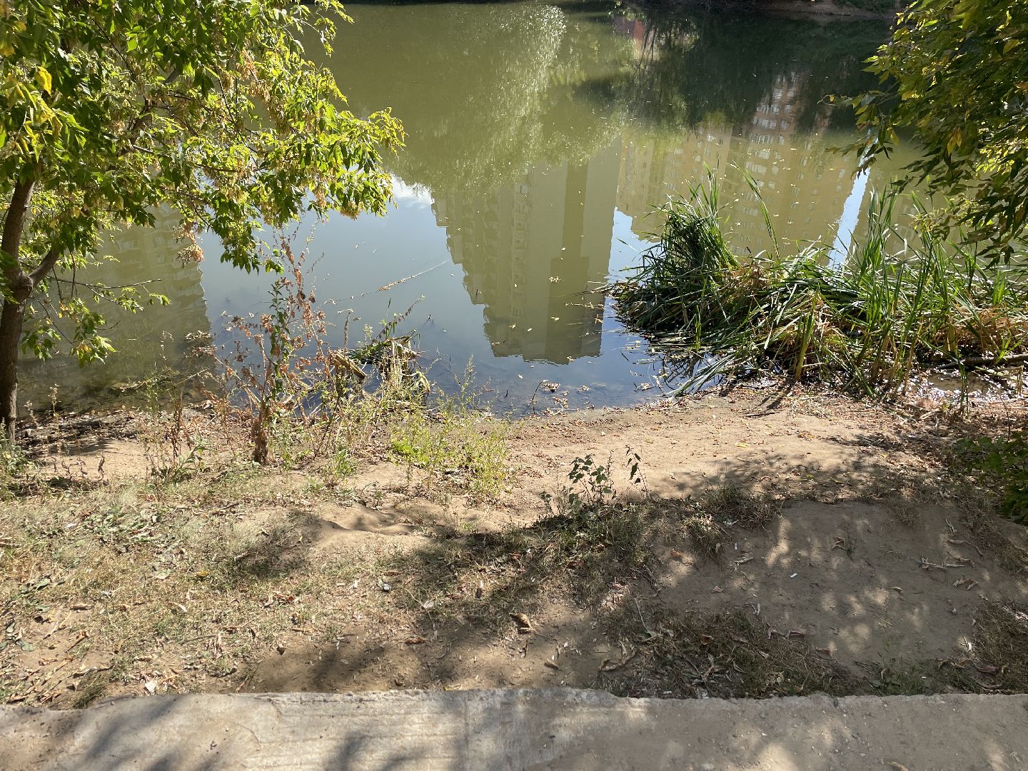 Котельники, пруд, экология, рыба