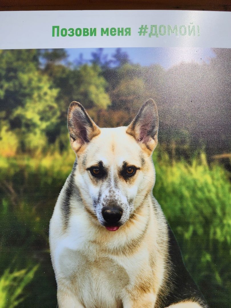 Солнечногорск, животные, приют, благотворительность, фотовыставка