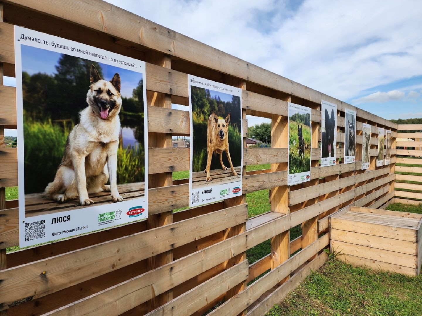 Солнечногорск, животные, приют, благотворительность, фотовыставка