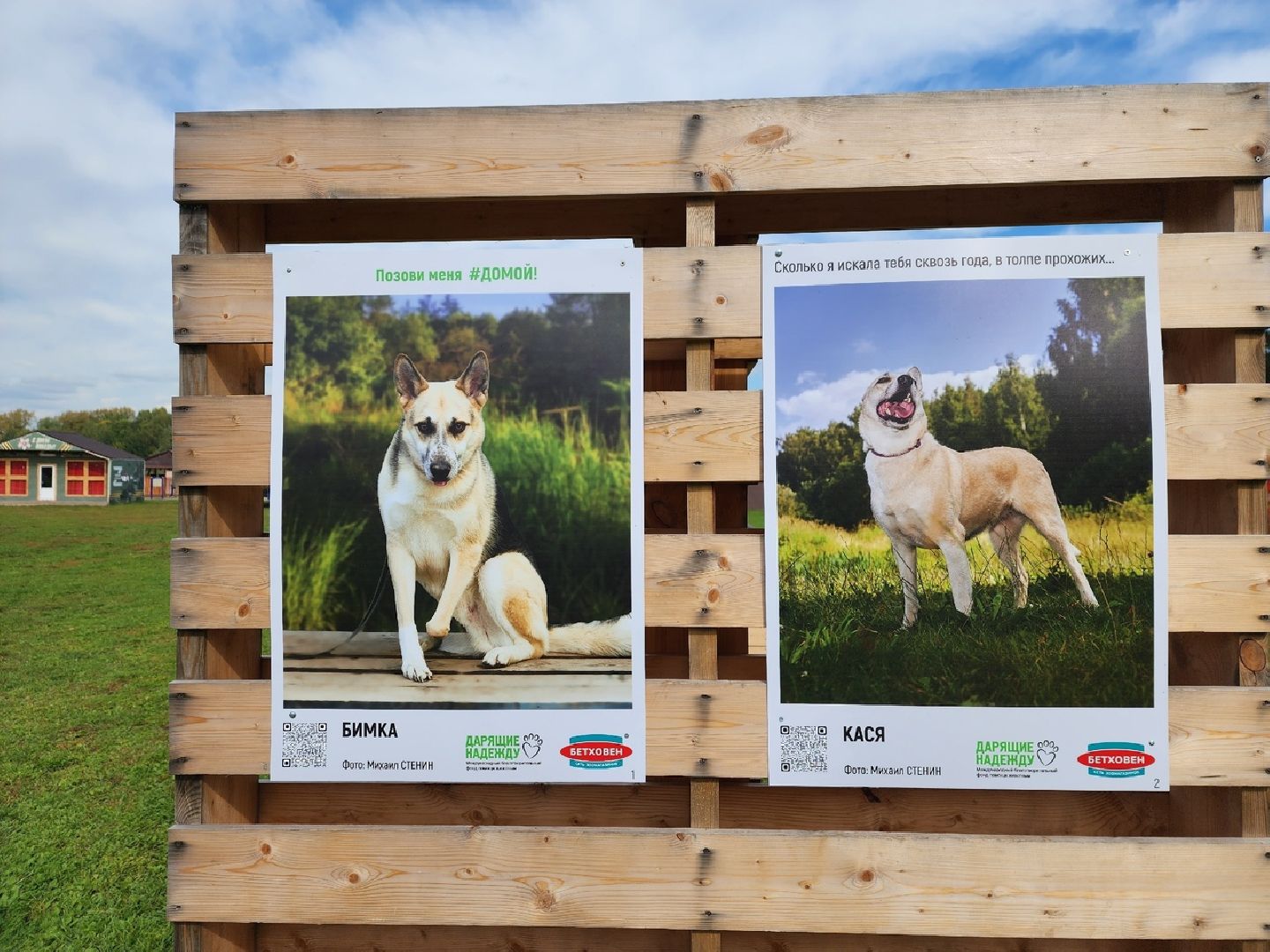 Солнечногорск, животные, приют, благотворительность, фотовыставка