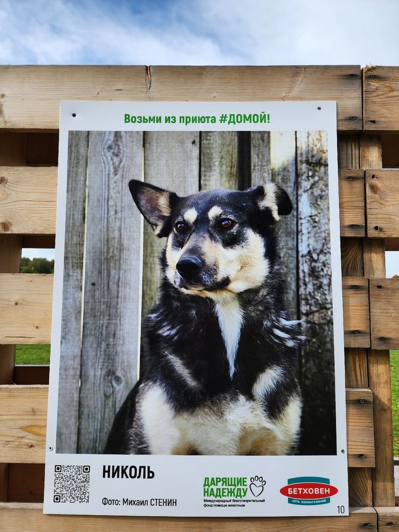 Солнечногорск, животные, приют, благотворительность, фотовыставка