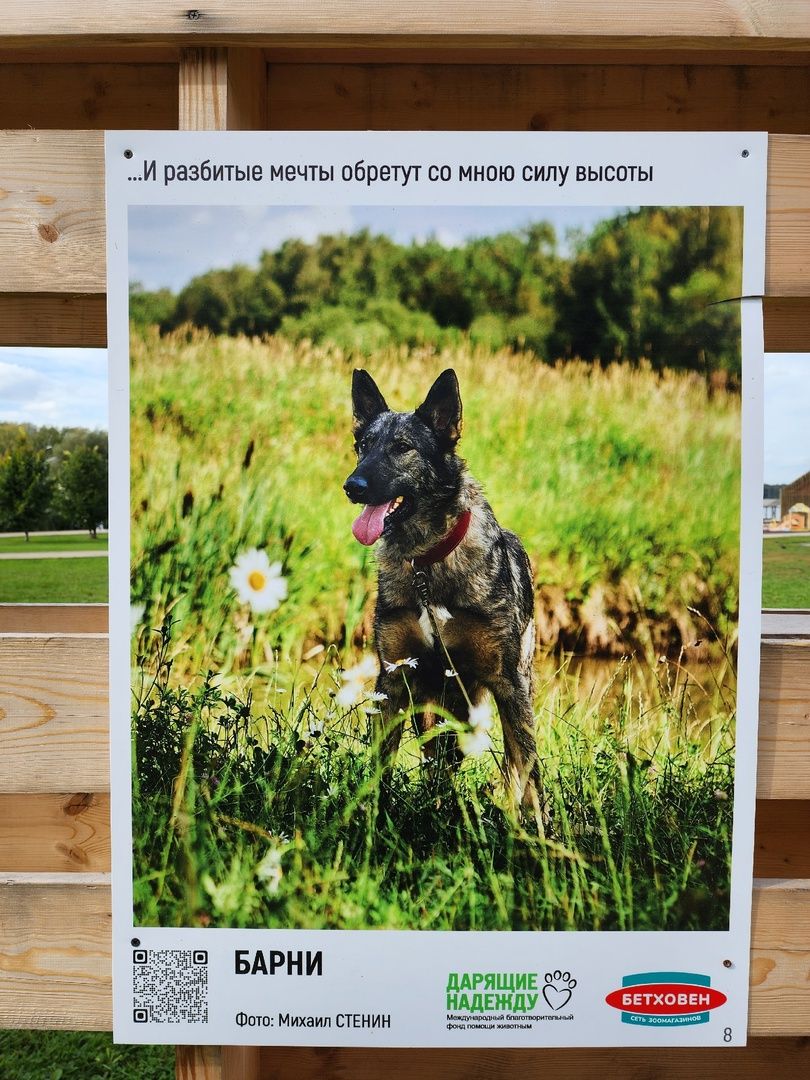 Солнечногорск, животные, приют, благотворительность, фотовыставка