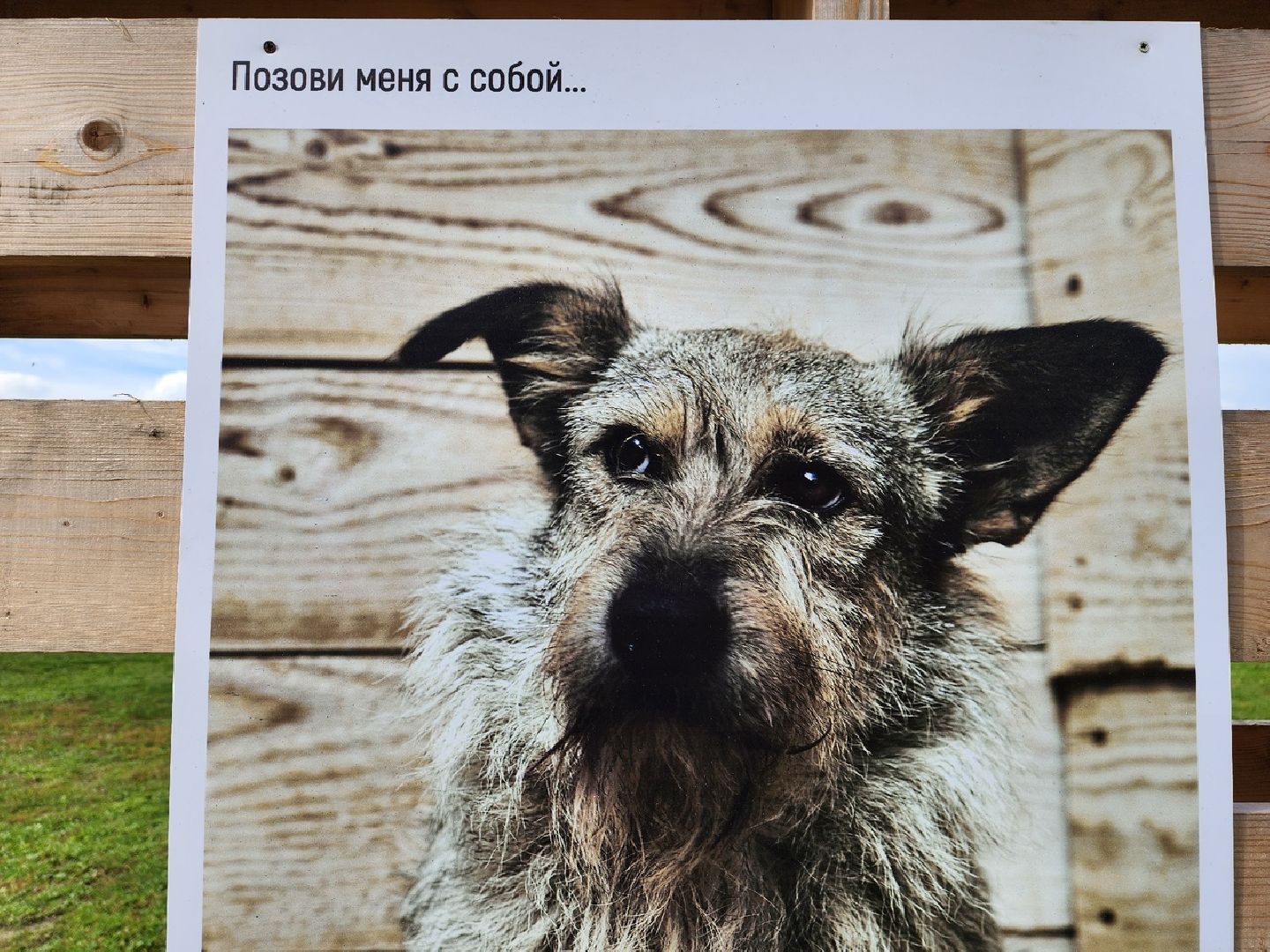 Солнечногорск, животные, приют, благотворительность, фотовыставка