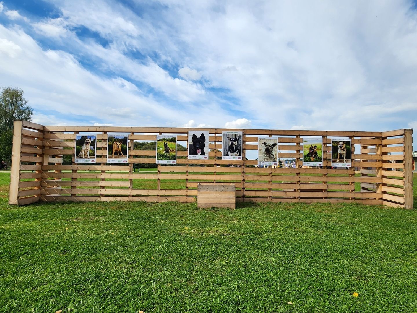 Солнечногорск, животные, приют, благотворительность, фотовыставка