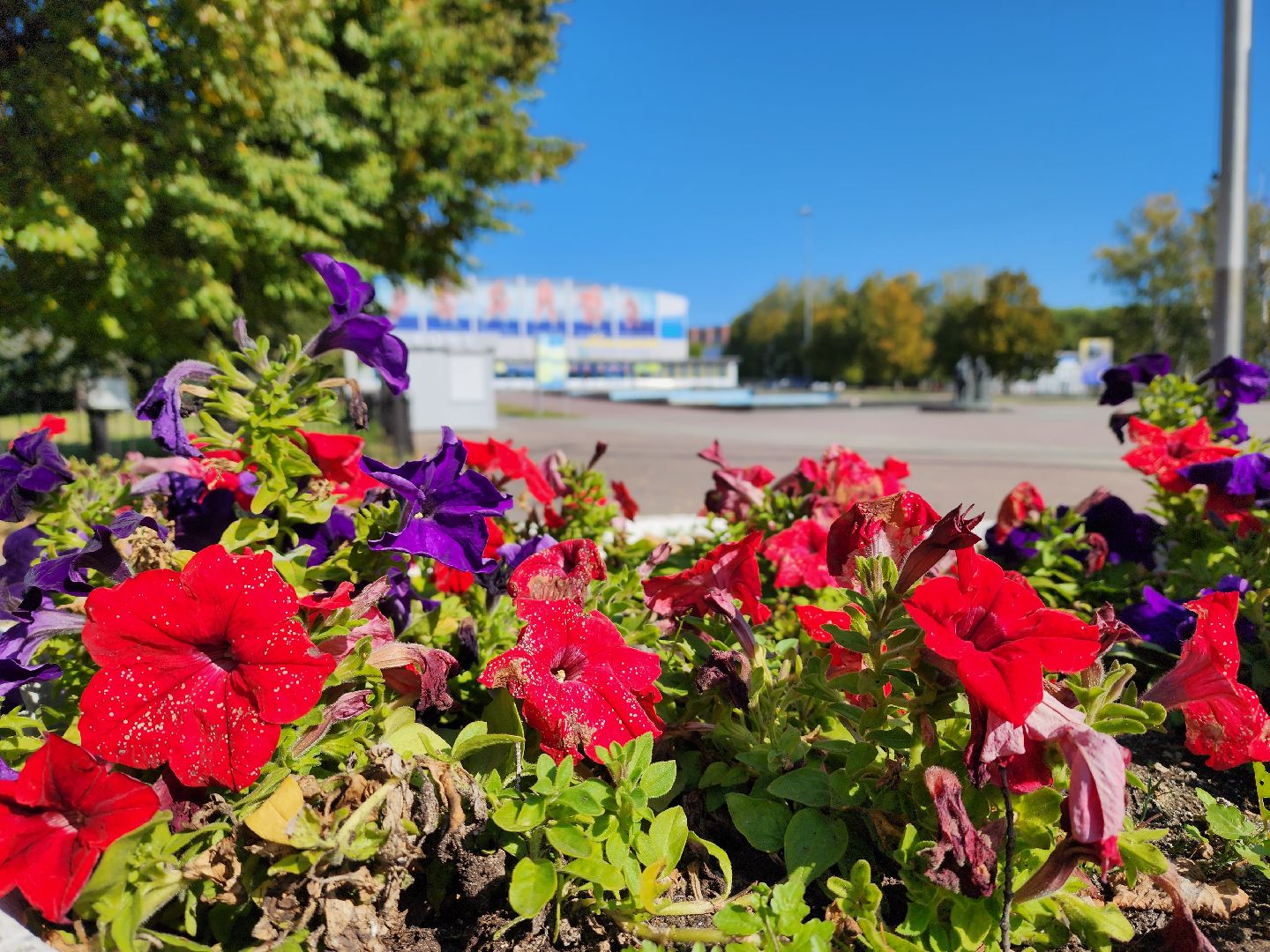 воскресенск, благоустройство, цветы, город,
