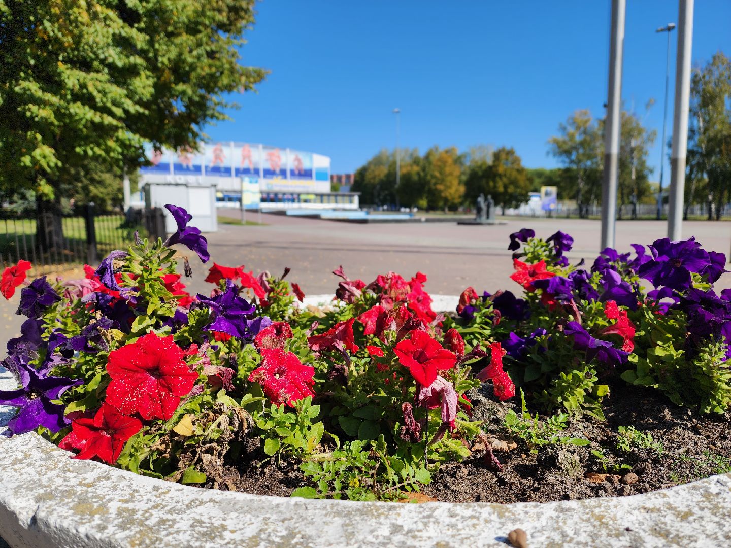 воскресенск, благоустройство, цветы, город,