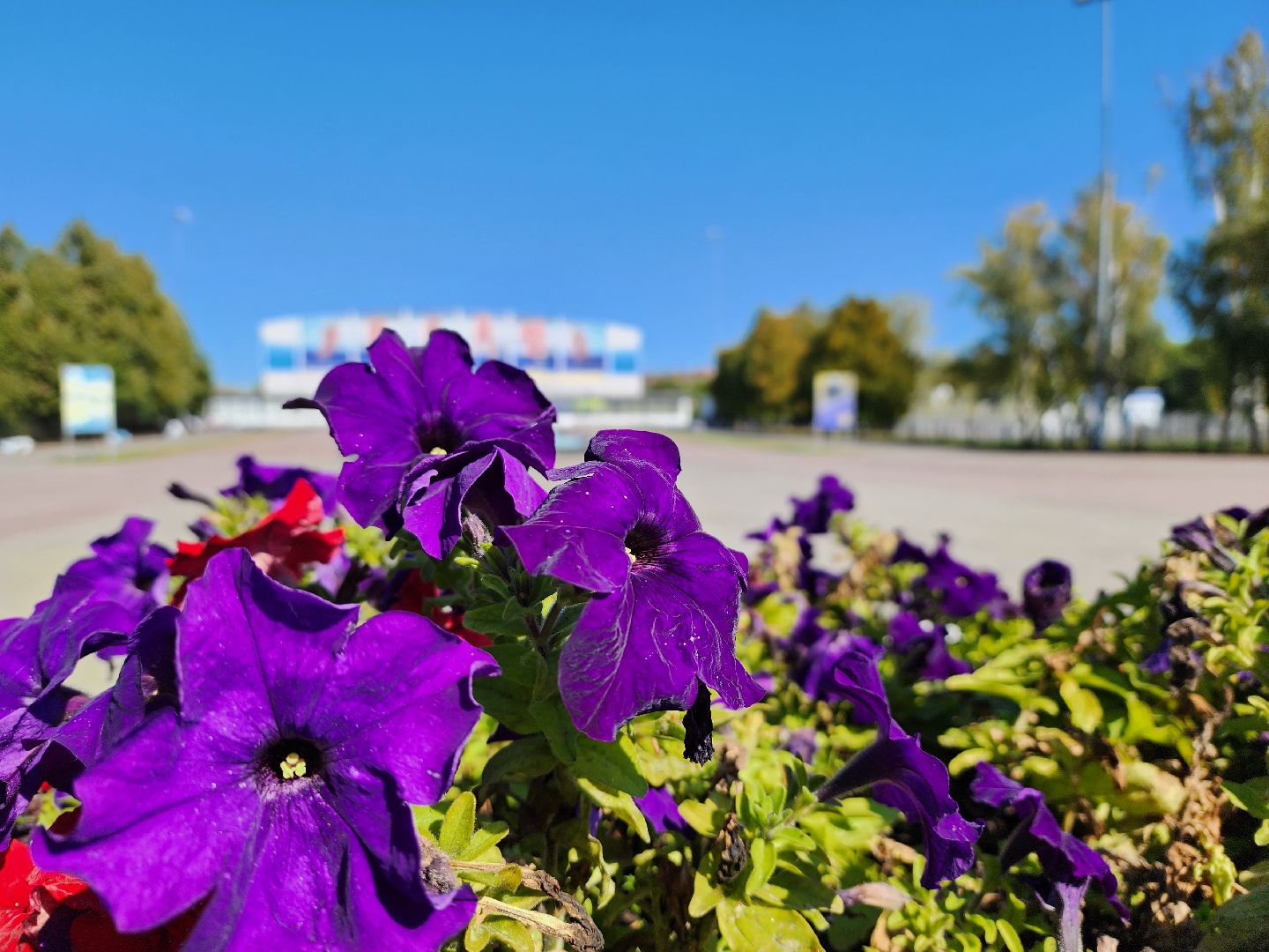 воскресенск, благоустройство, цветы, город,