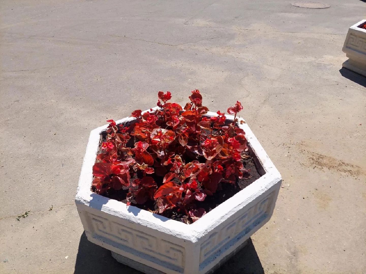 воскресенск, благоустройство, цветы, город,