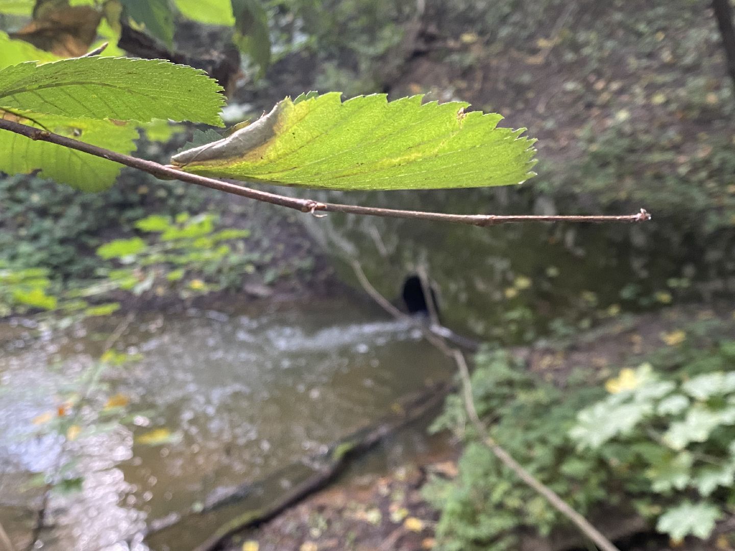 Балашиха, родники Подмосковья, родник на Разинском шоссе, благоустройство парков,