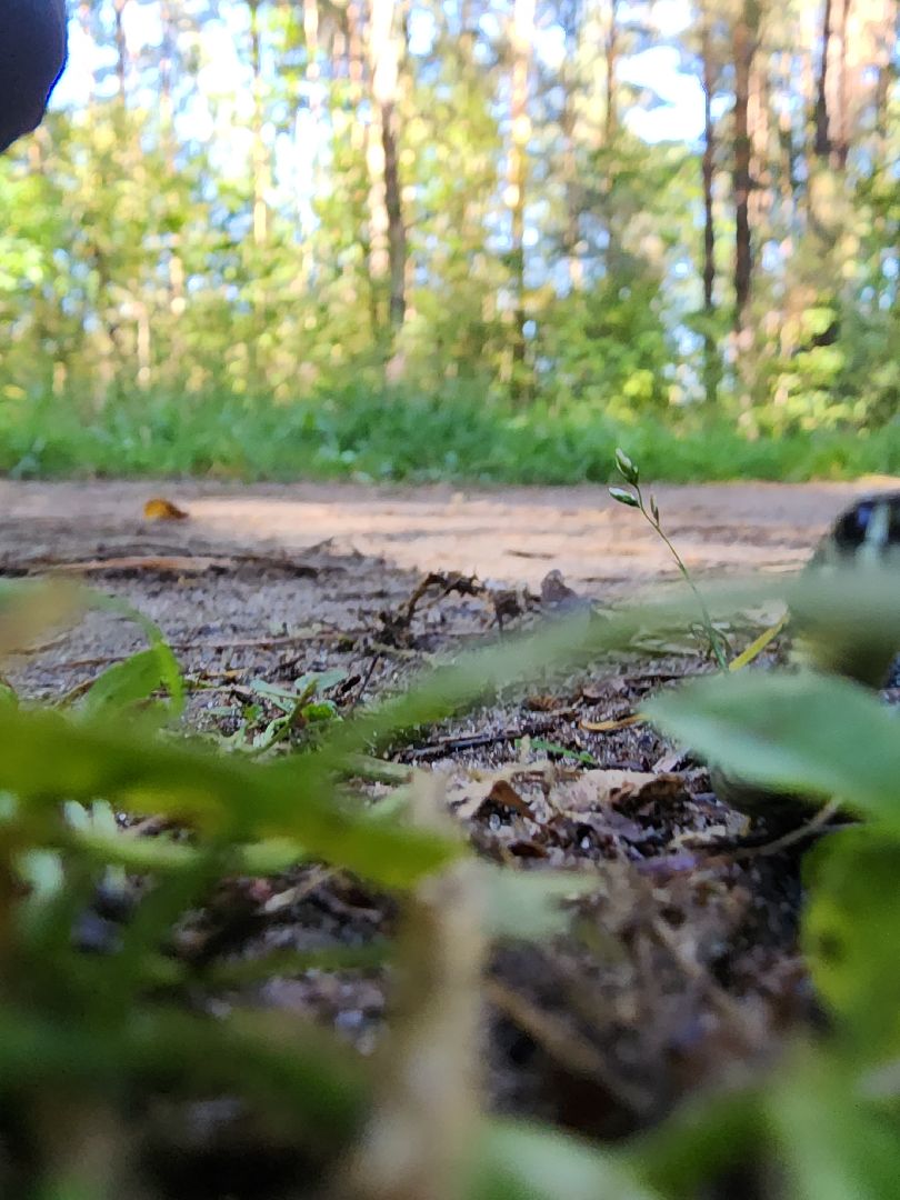 егорьевск, змеи, подмосковье, лес, подмосковье, лес,