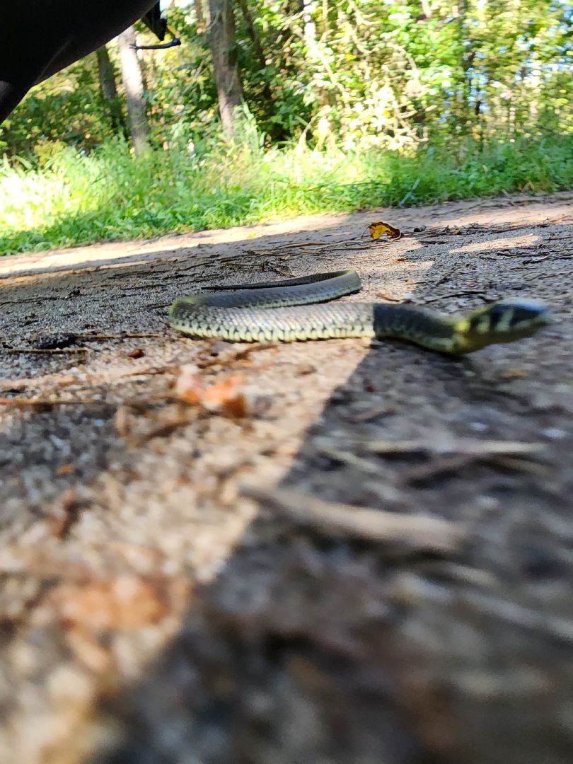 егорьевск, змеи, подмосковье, лес, подмосковье, лес,