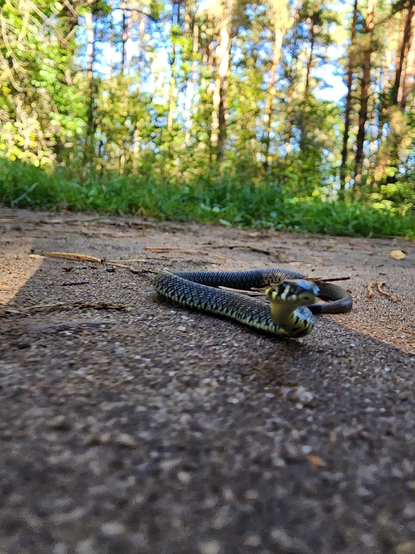 егорьевск, змеи, подмосковье, лес, подмосковье, лес,