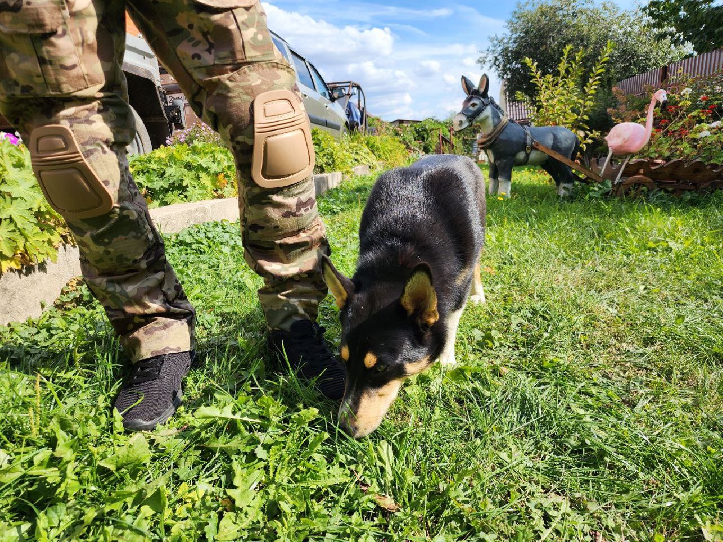 Серебряные Пруды, СВО, собака, собаки, военнослужащие, подмосковье, животные, защитники родины,