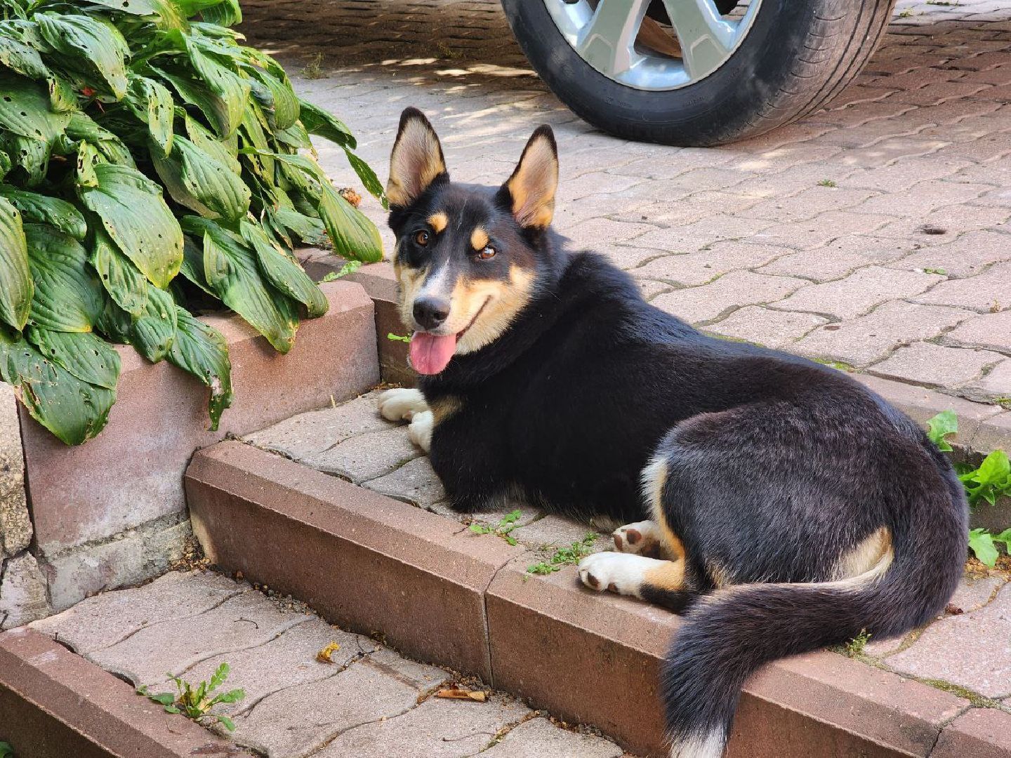 Серебряные Пруды, СВО, собака, собаки, военнослужащие, подмосковье, животные, защитники родины,