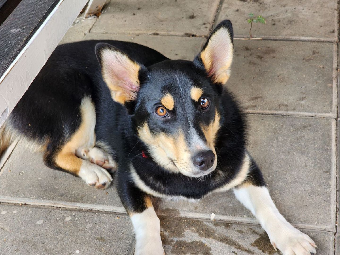 Серебряные Пруды, СВО, собака, собаки, военнослужащие, подмосковье, животные, защитники родины,