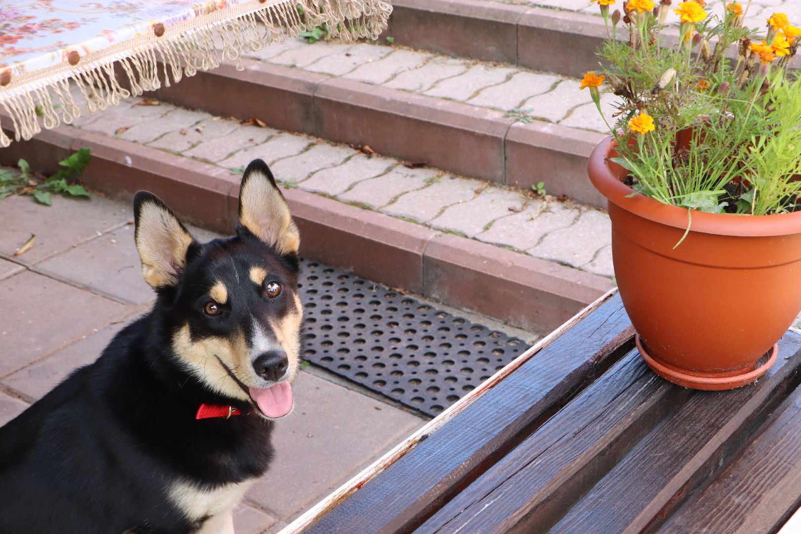 Серебряные Пруды, СВО, собака, собаки, военнослужащие, подмосковье, животные, защитники родины,