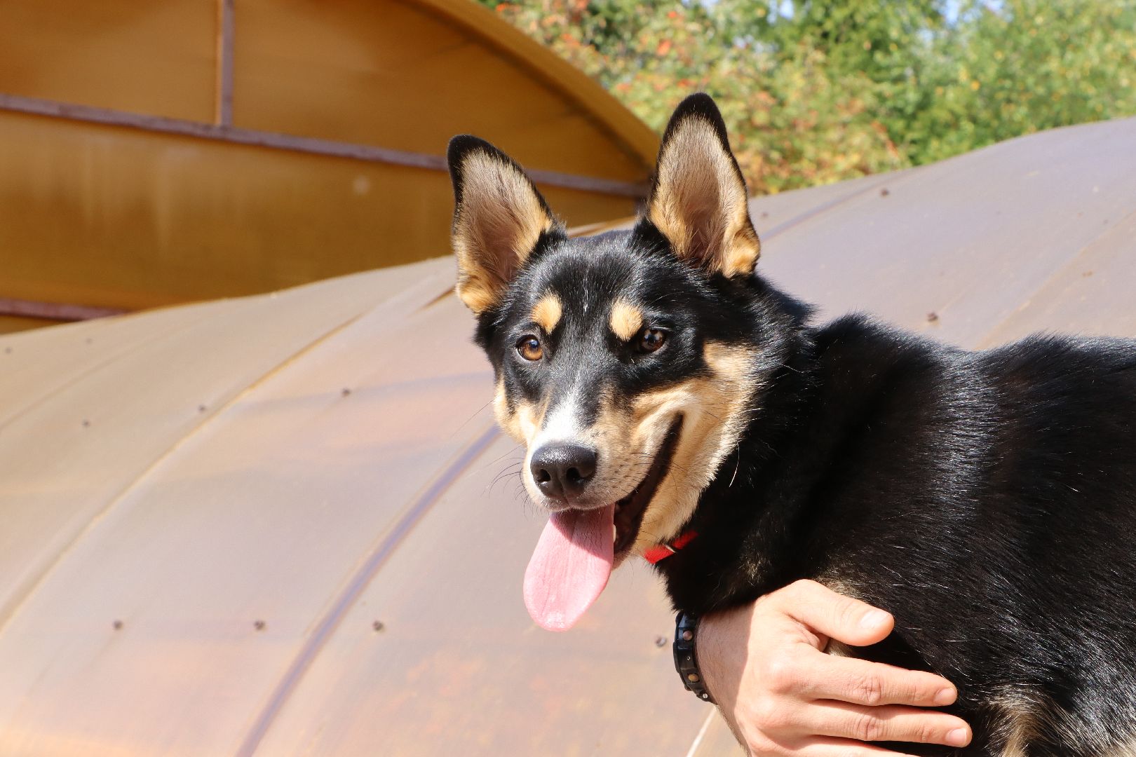 Серебряные Пруды, СВО, собака, собаки, военнослужащие, подмосковье, животные, защитники родины,