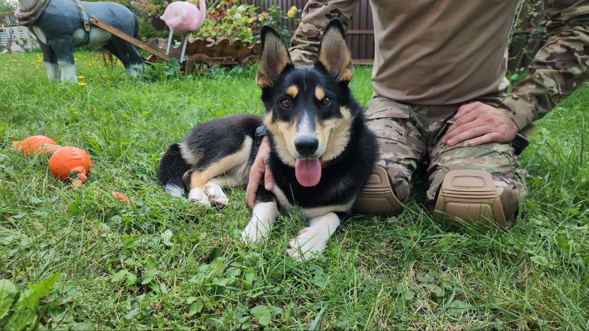 Серебряные Пруды, СВО, собака, собаки, военнослужащие, подмосковье, животные, защитники родины,