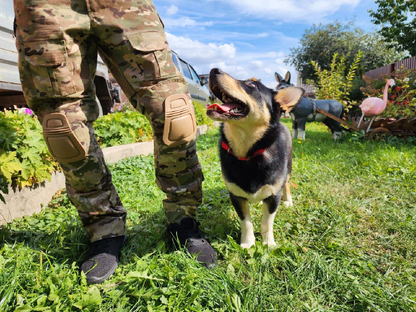 Серебряные Пруды, СВО, собака, собаки, военнослужащие, подмосковье, животные, защитники родины,
