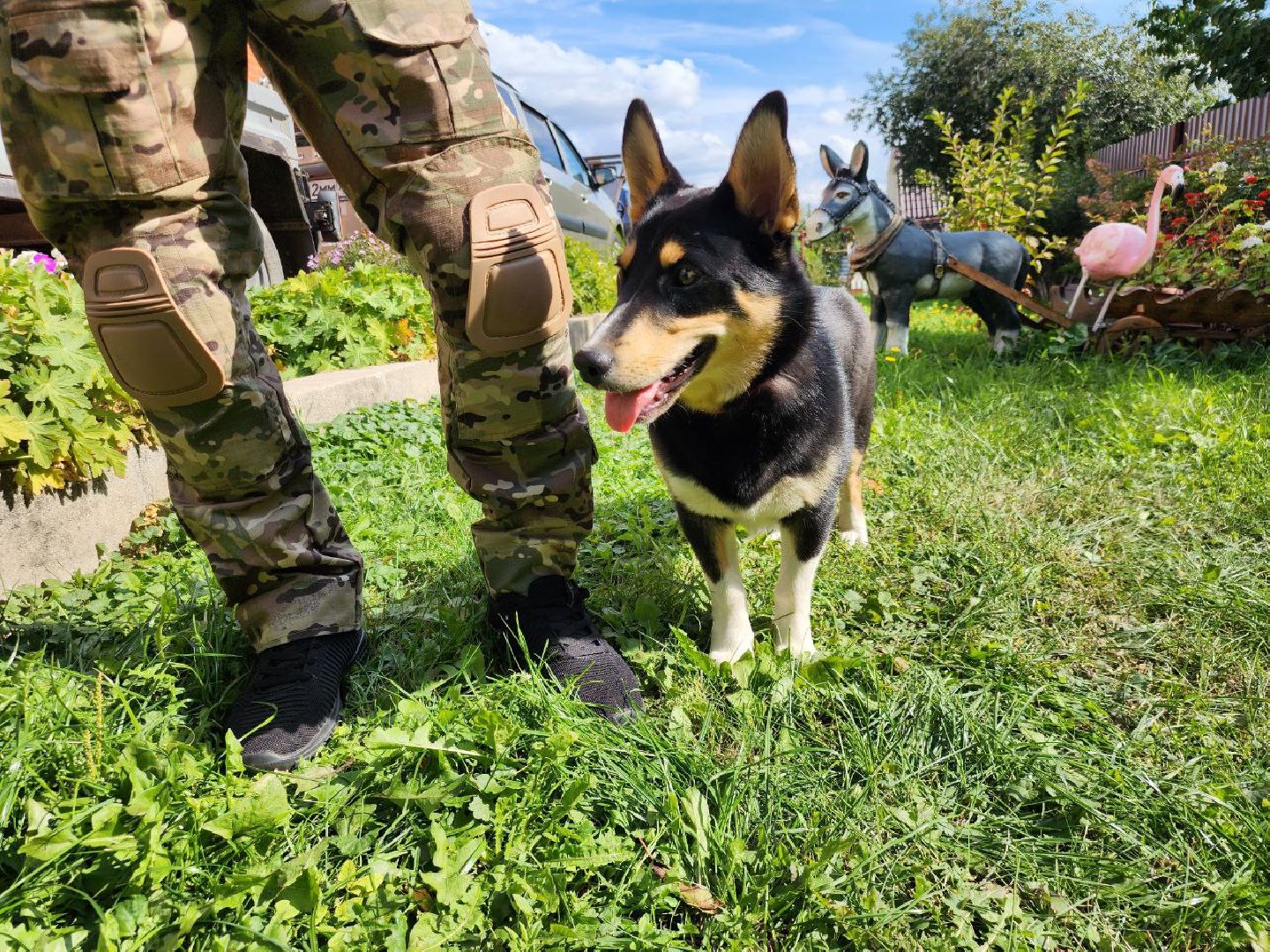 Серебряные Пруды, СВО, собака, собаки, военнослужащие, подмосковье, животные, защитники родины,