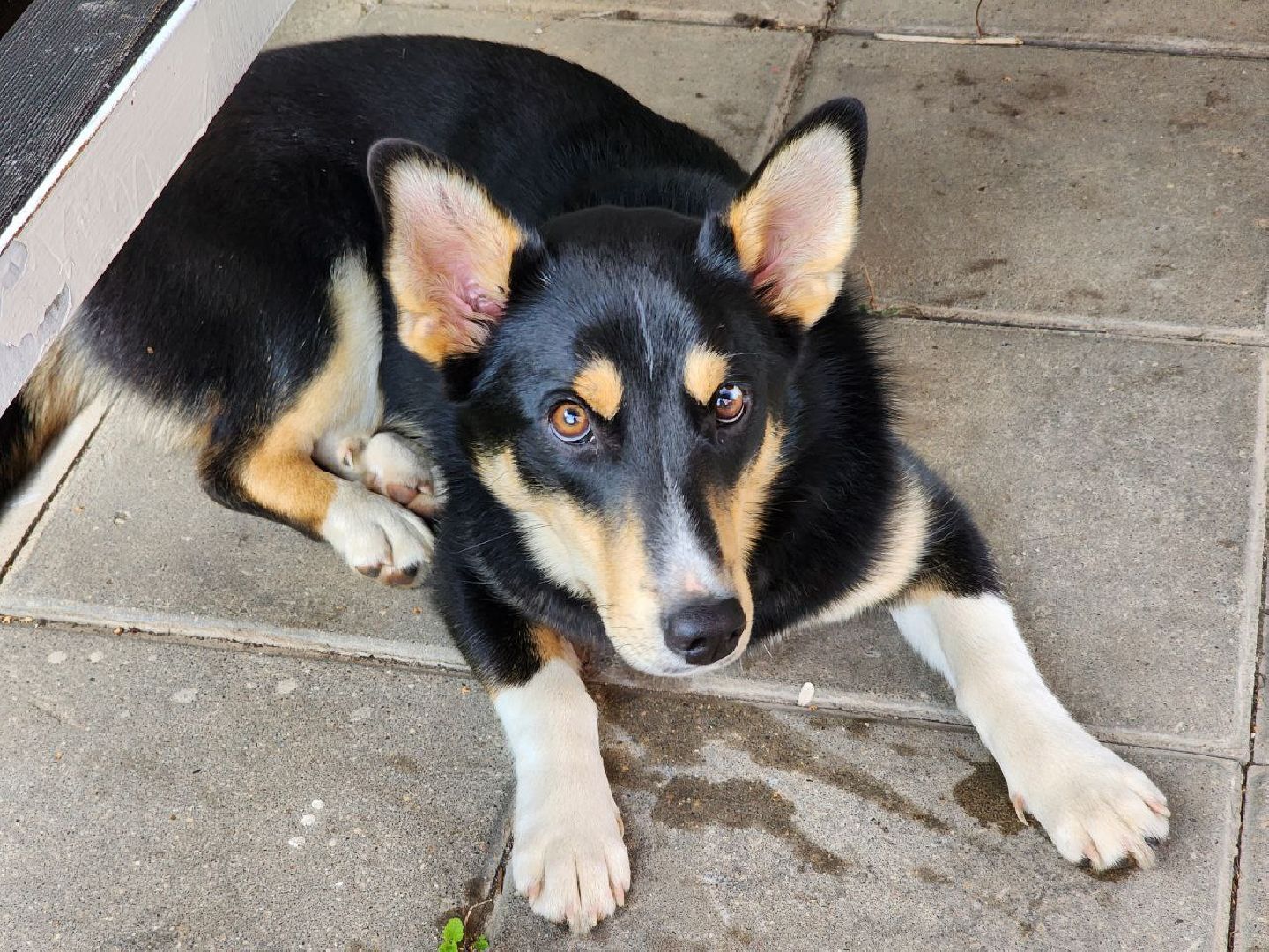 Серебряные Пруды, СВО, собака, собаки, военнослужащие, подмосковье, животные, защитники родины,