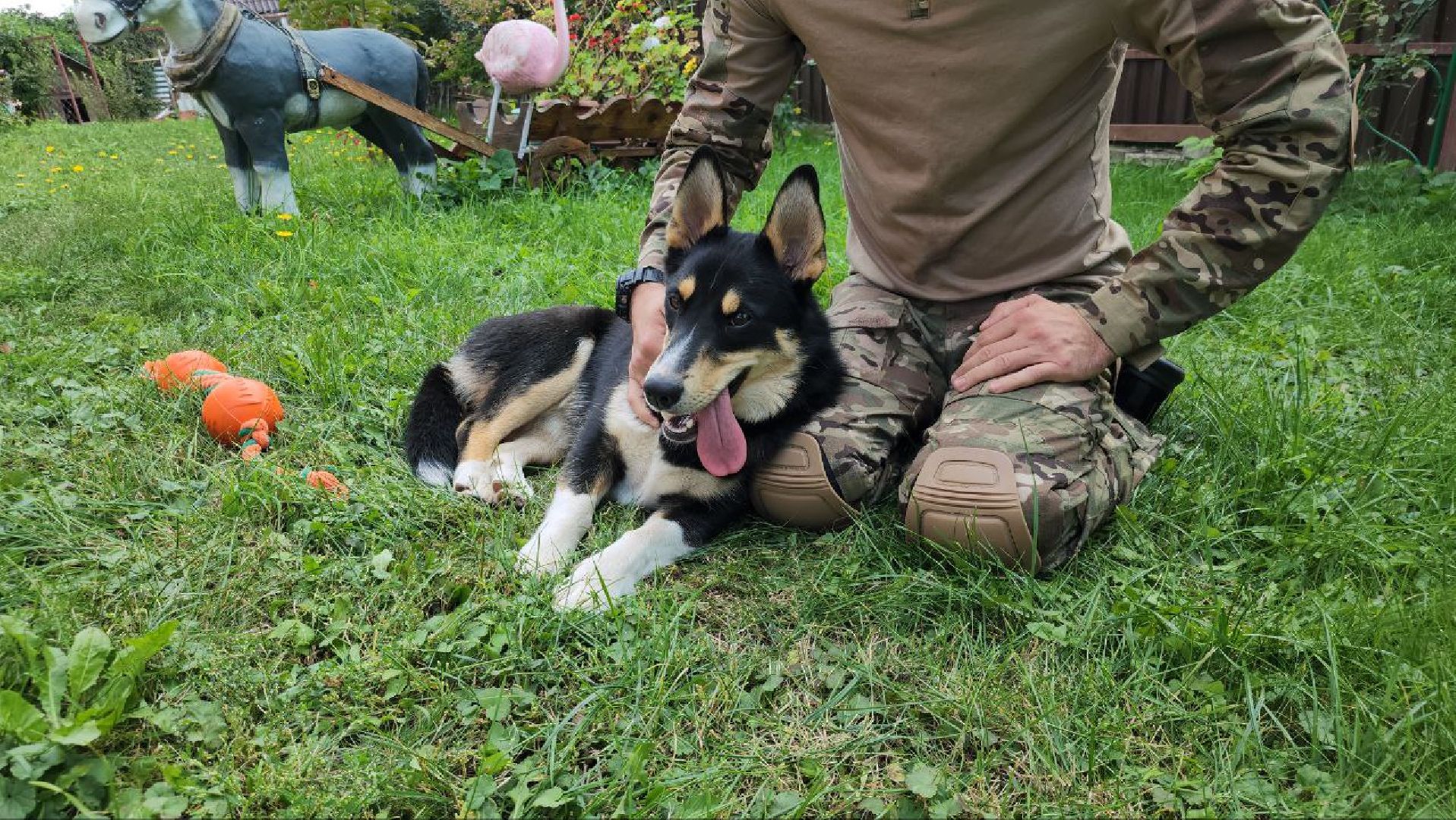 Серебряные Пруды, СВО, собака, собаки, военнослужащие, подмосковье, животные, защитники родины,
