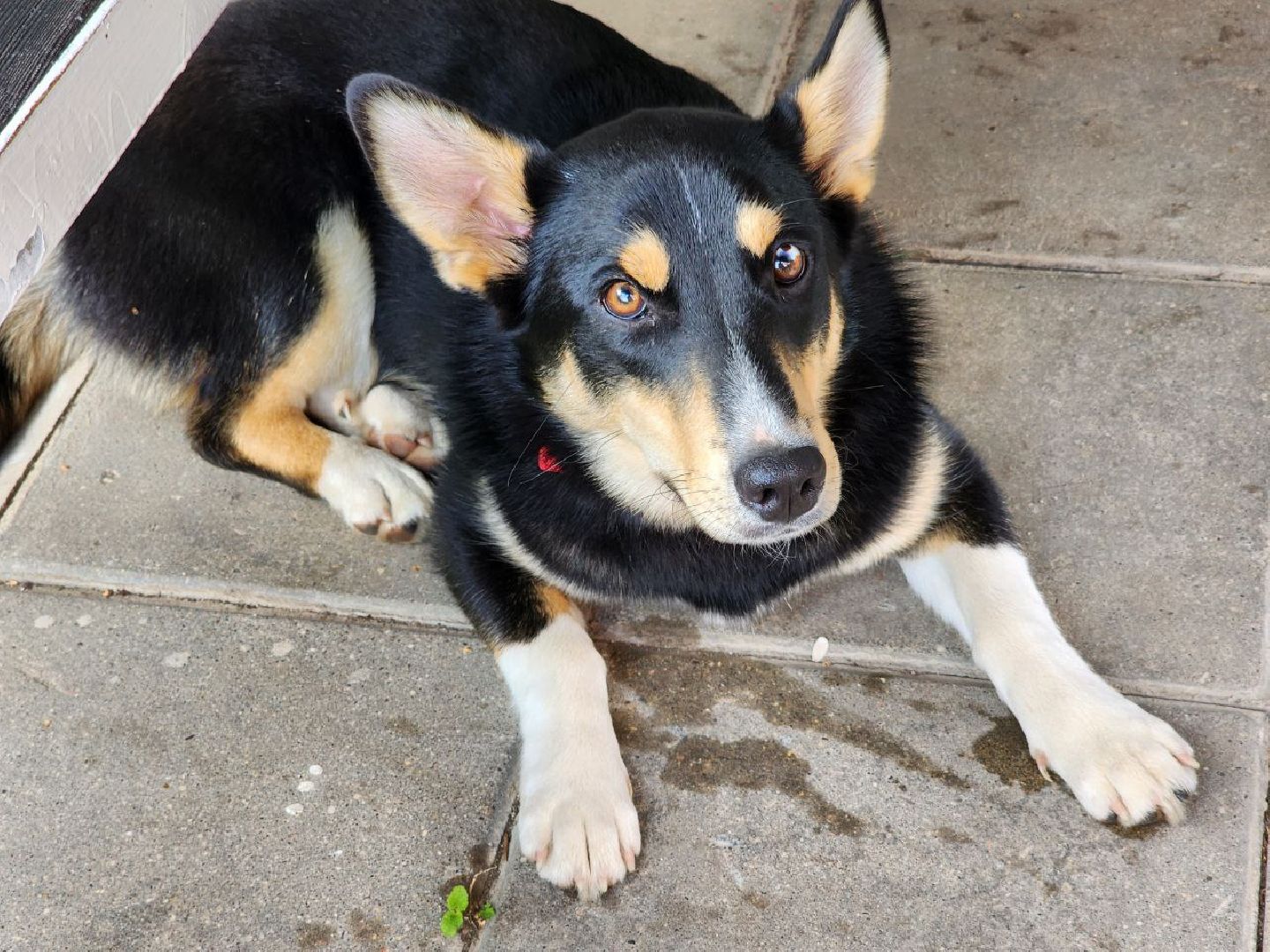 Серебряные Пруды, СВО, собака, собаки, военнослужащие, подмосковье, животные, защитники родины,