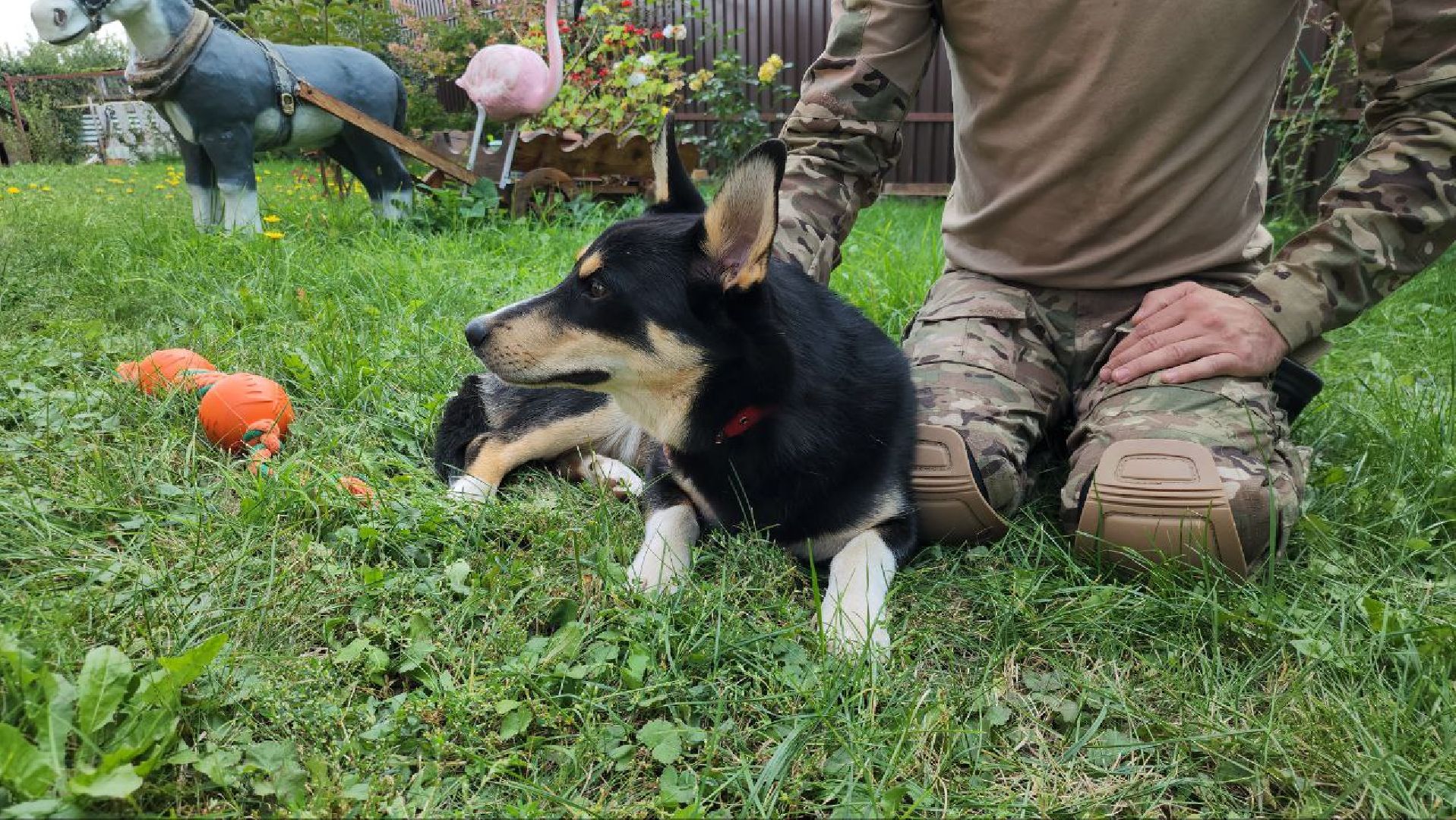 Серебряные Пруды, СВО, собака, собаки, военнослужащие, подмосковье, животные, защитники родины,