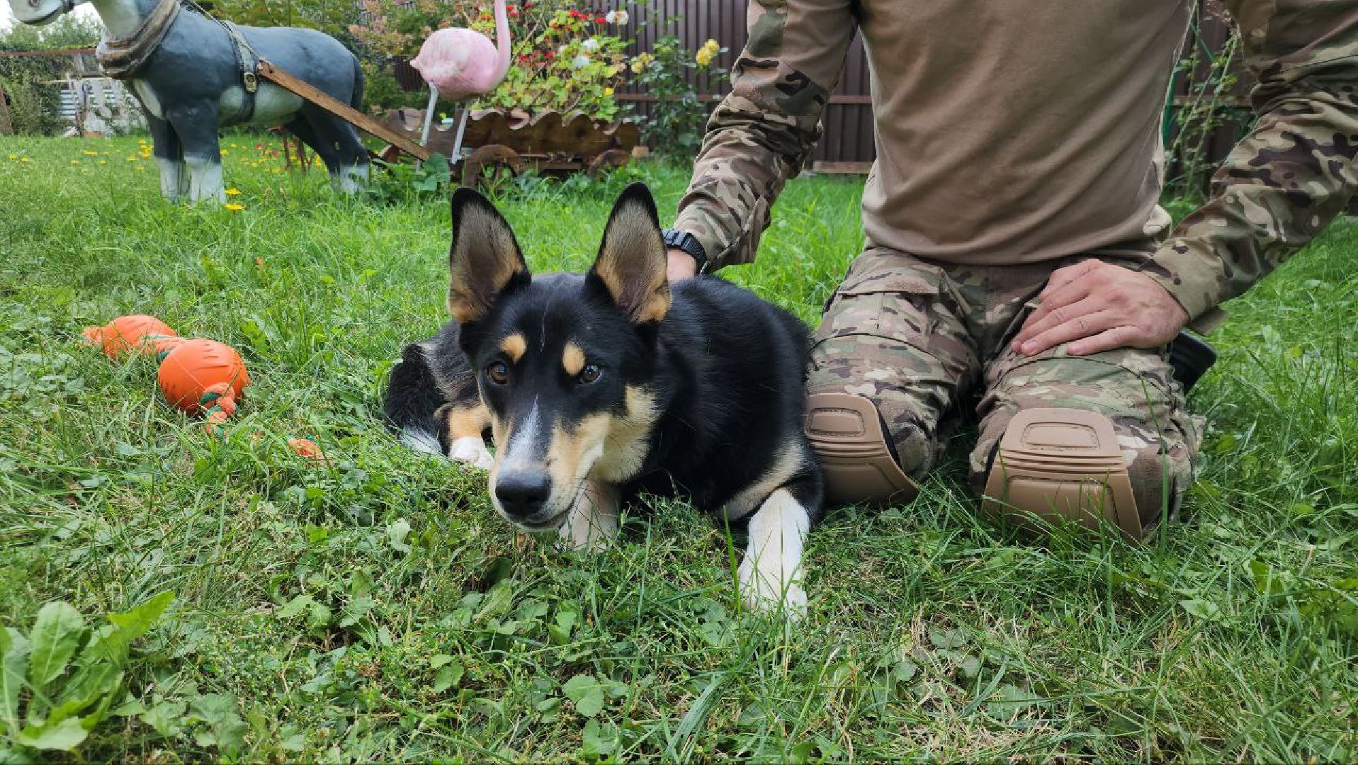 Серебряные Пруды, СВО, собака, собаки, военнослужащие, подмосковье, животные, защитники родины,
